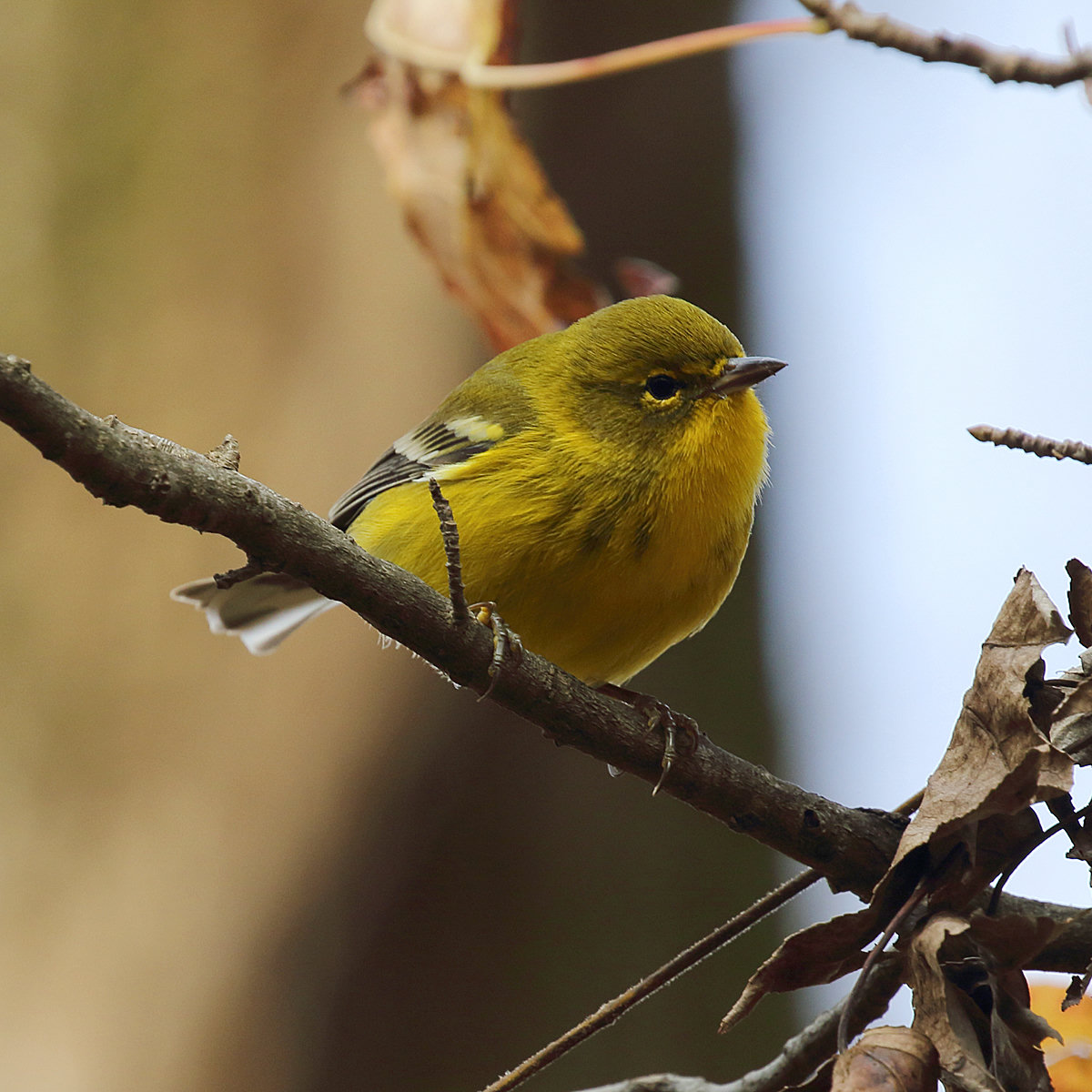 A pine warbler perched on a branch in Atlanta, olive-yellow with a bright yellow throat and breast, two white wing bars and a faint yellow eyebrow.