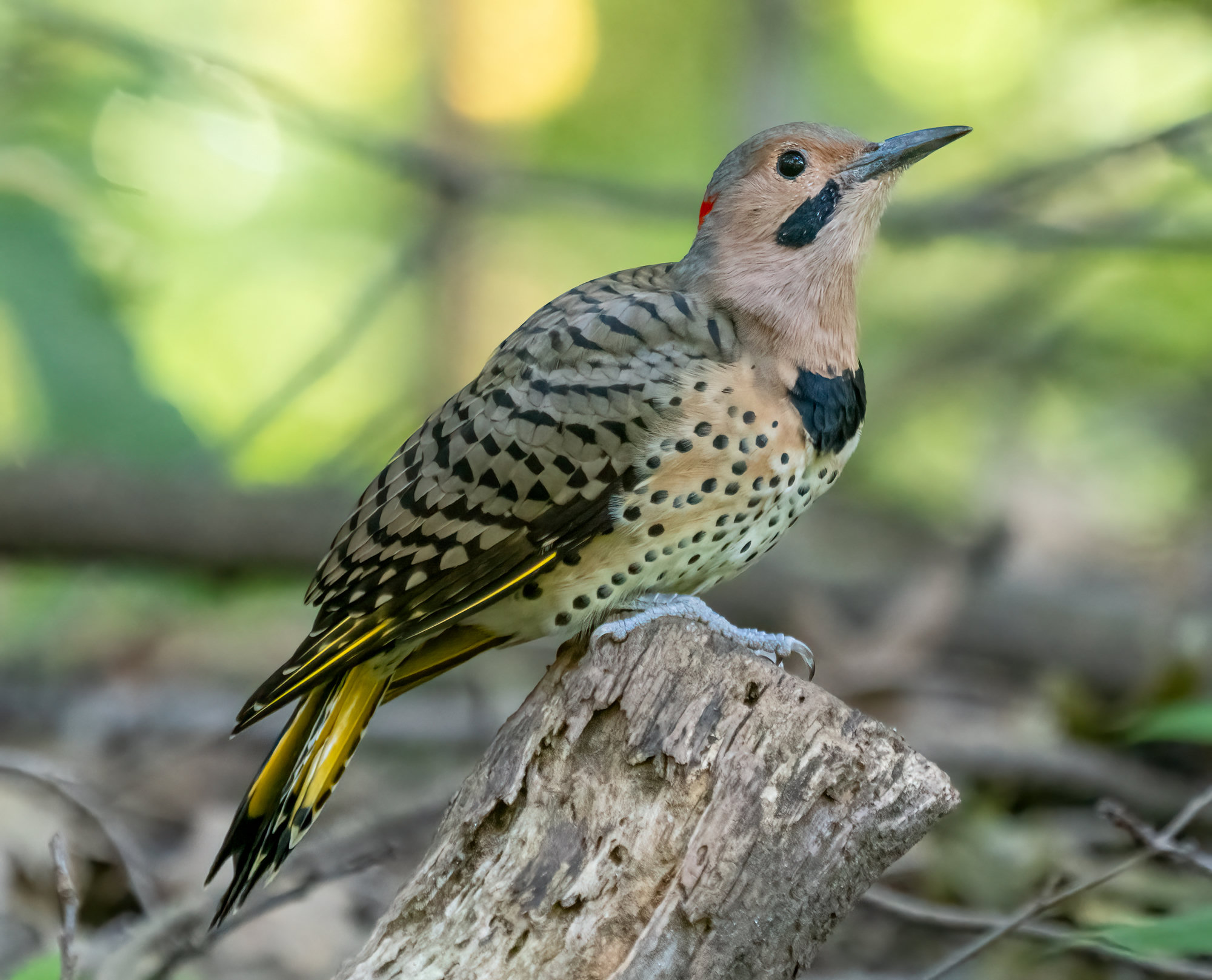 A male yellow-shafted northern flicker perched on a stump, brown and black-barred above with a black-spotted buff breast, a black bib, a black moustache and yellow under the tail.