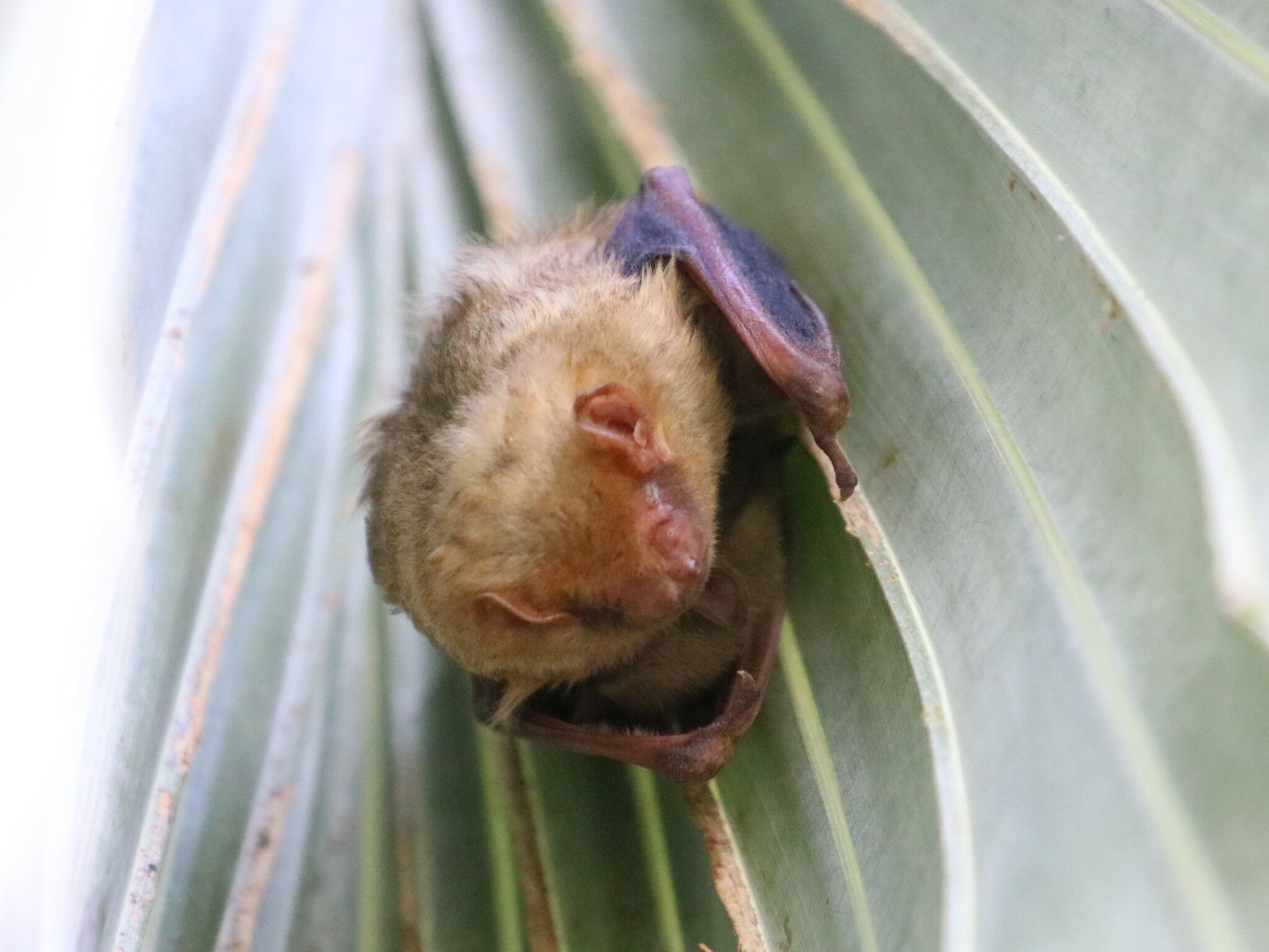 A yellowish northern yellow bat tucked into the fold of a palm frond, its face turned to the camera.