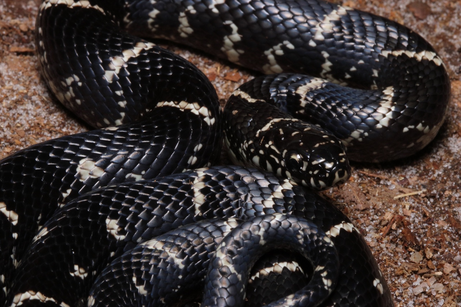 An eastern kingsnake coiled on pale sand, glossy black with a chain of narrow cream bands.