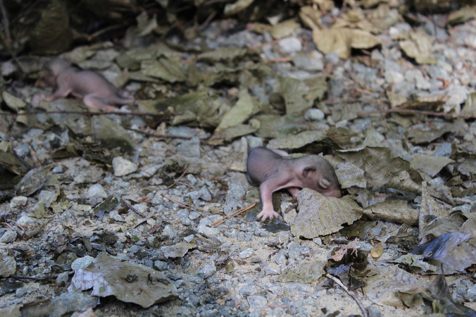 Two newborn grey squirrels, hairless and eyes closed, lying on leaf litter and gravel below a tree.