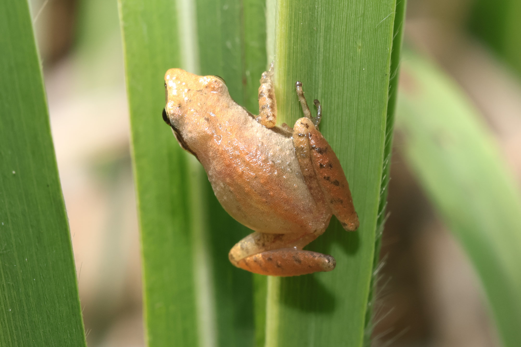 A little grass frog clinging to a blade of grass in Georgia, tiny and tan with a dark stripe through the eye.