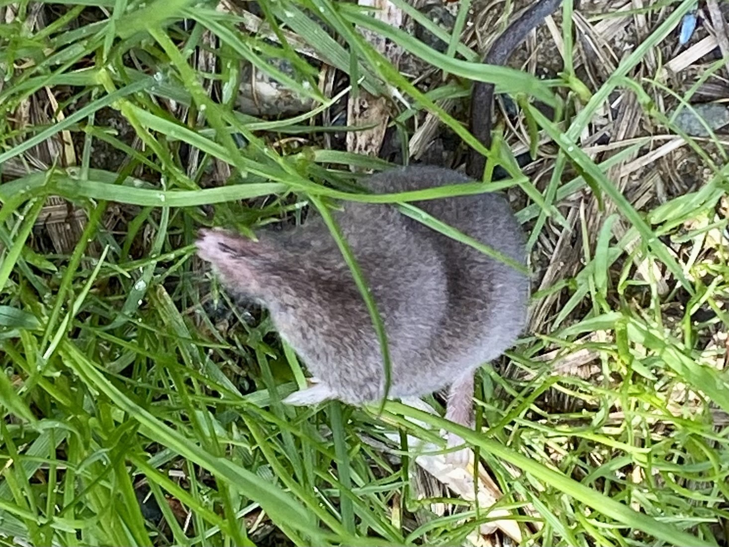 A grey smoky shrew moving through long green grass, its pointed snout lifted.