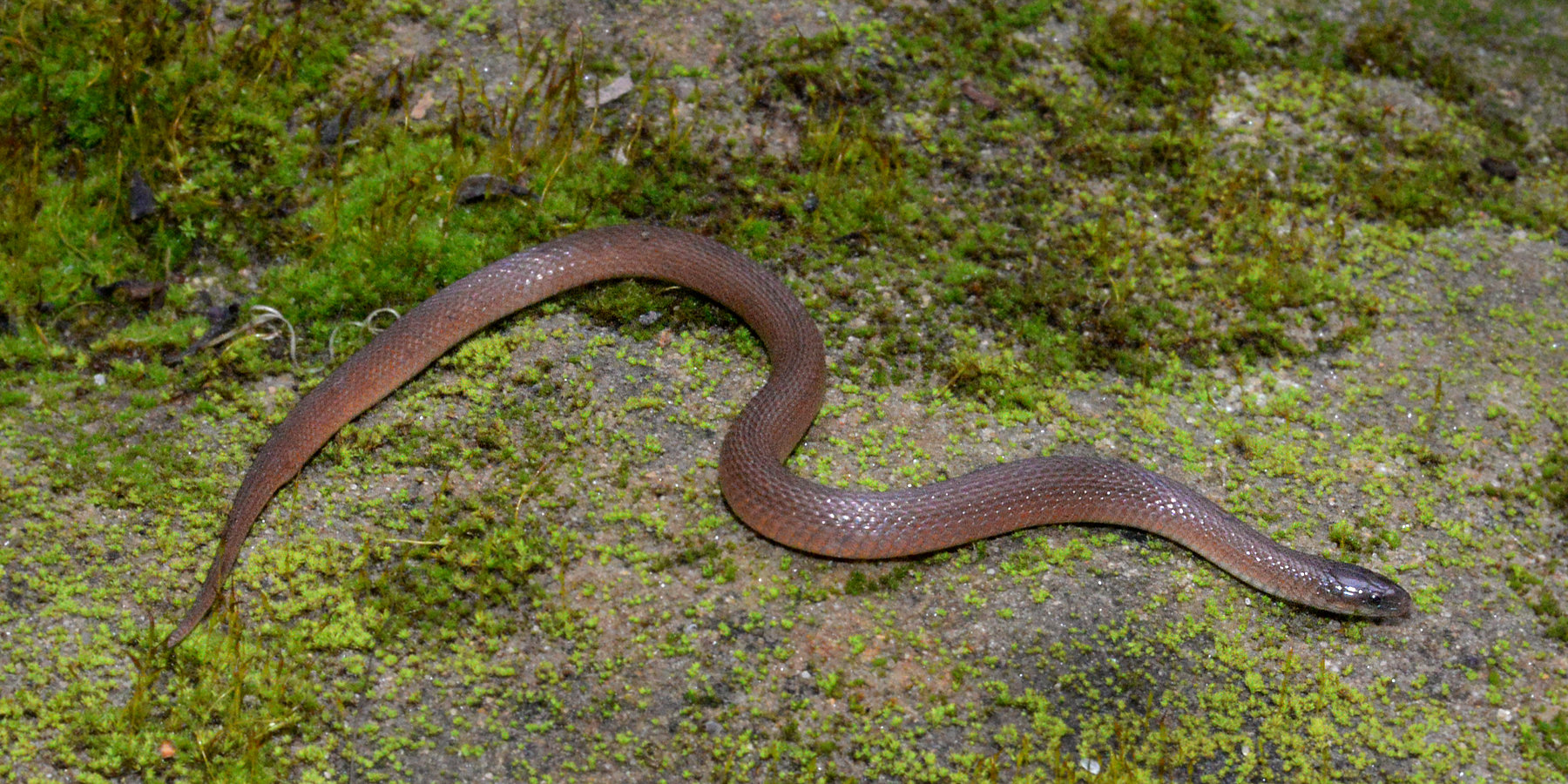A rough earthsnake, small and plain brown with a pointed head, stretched across a moss-covered surface.