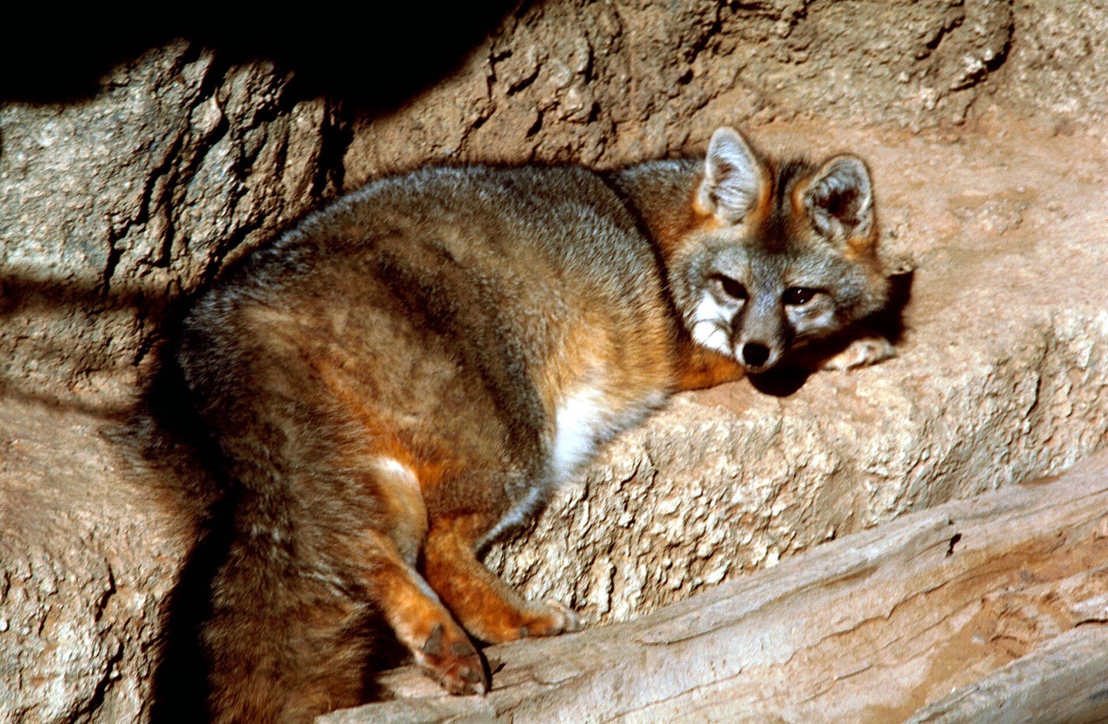 A grey fox curled up on rock in shade, its grizzled grey back, rust-coloured legs and white throat showing.