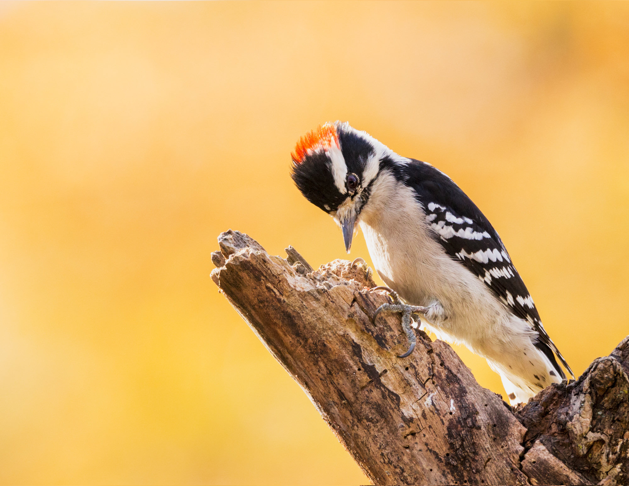 A male downy woodpecker perched on a broken stub, small and black-and-white with a red patch on the back of its head and a short, stubby bill.