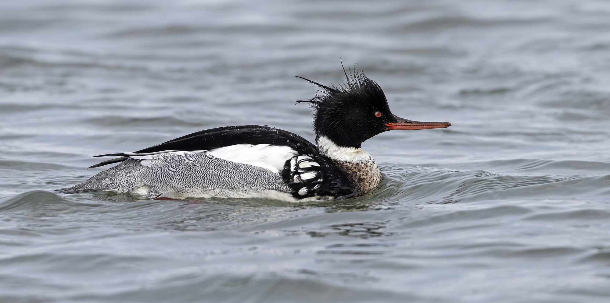 A male red-breasted merganser swimming on grey water, his shaggy green-black crest and thin red bill in profile.