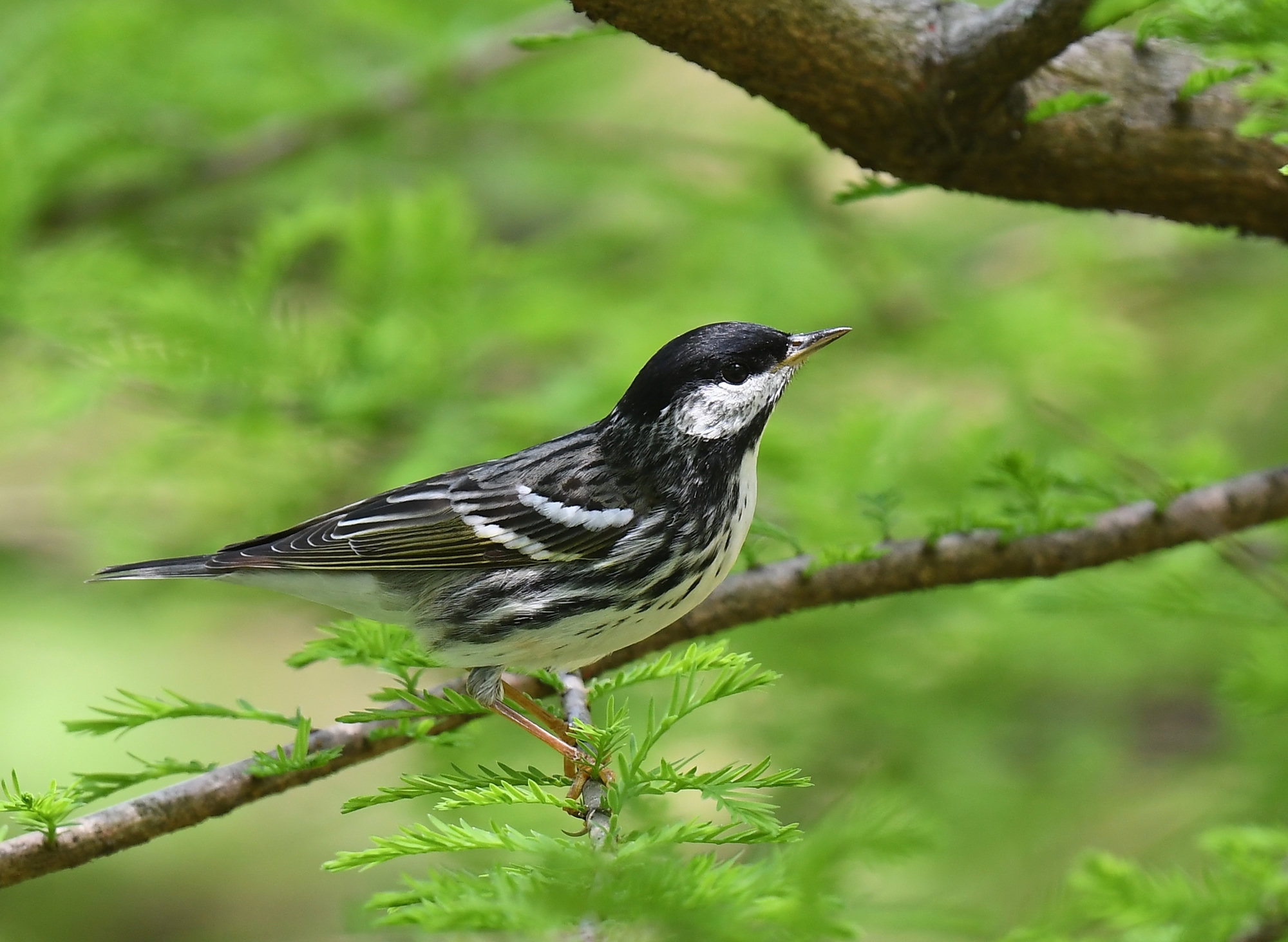 A male blackpoll warbler perched in a conifer, with a solid black cap, bright white cheeks, black streaks down its white flanks and two white wing bars.