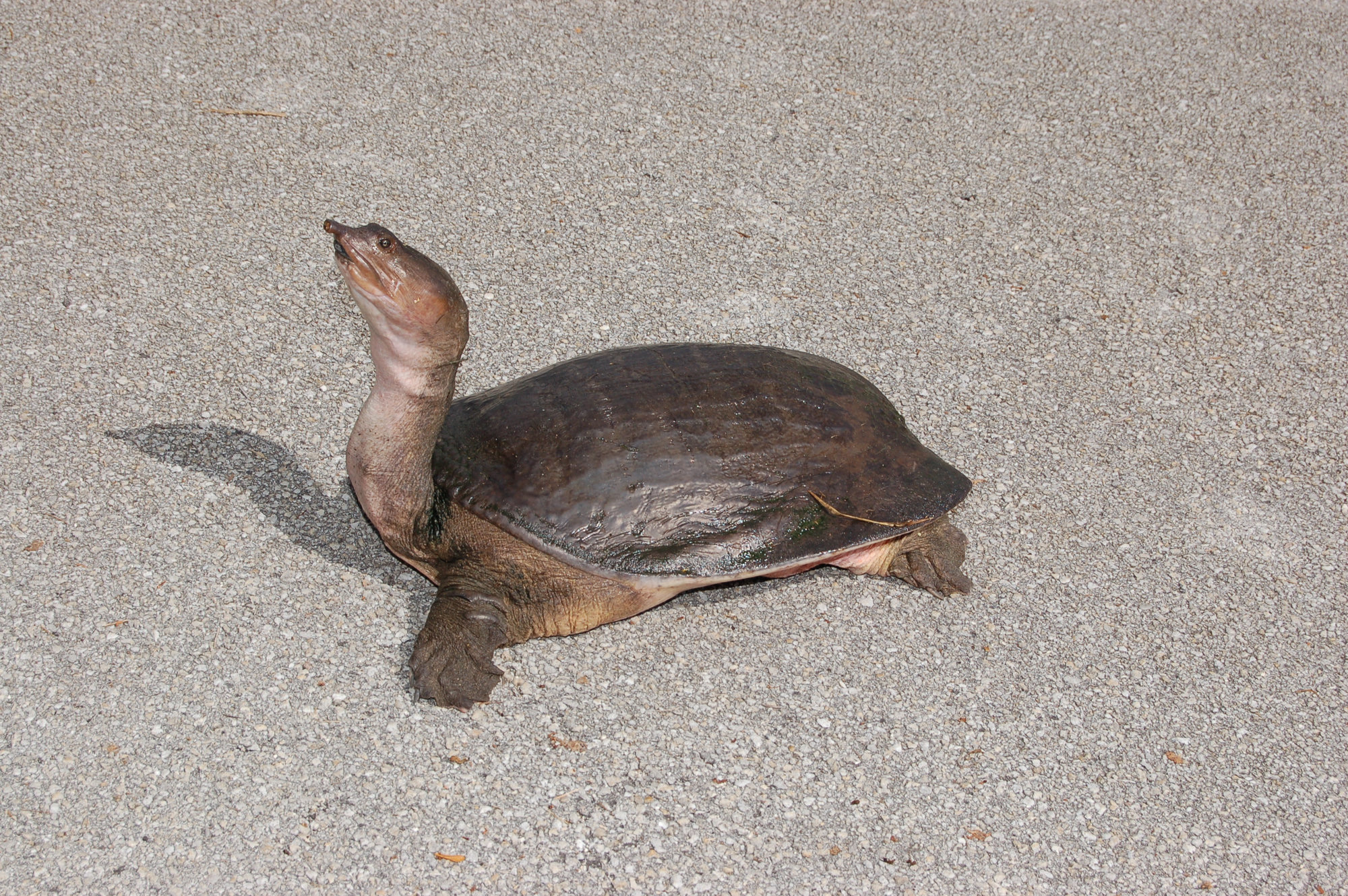 A Florida softshell on sandy ground, its flat, leathery shell low to the ground and its long neck stretched upward.