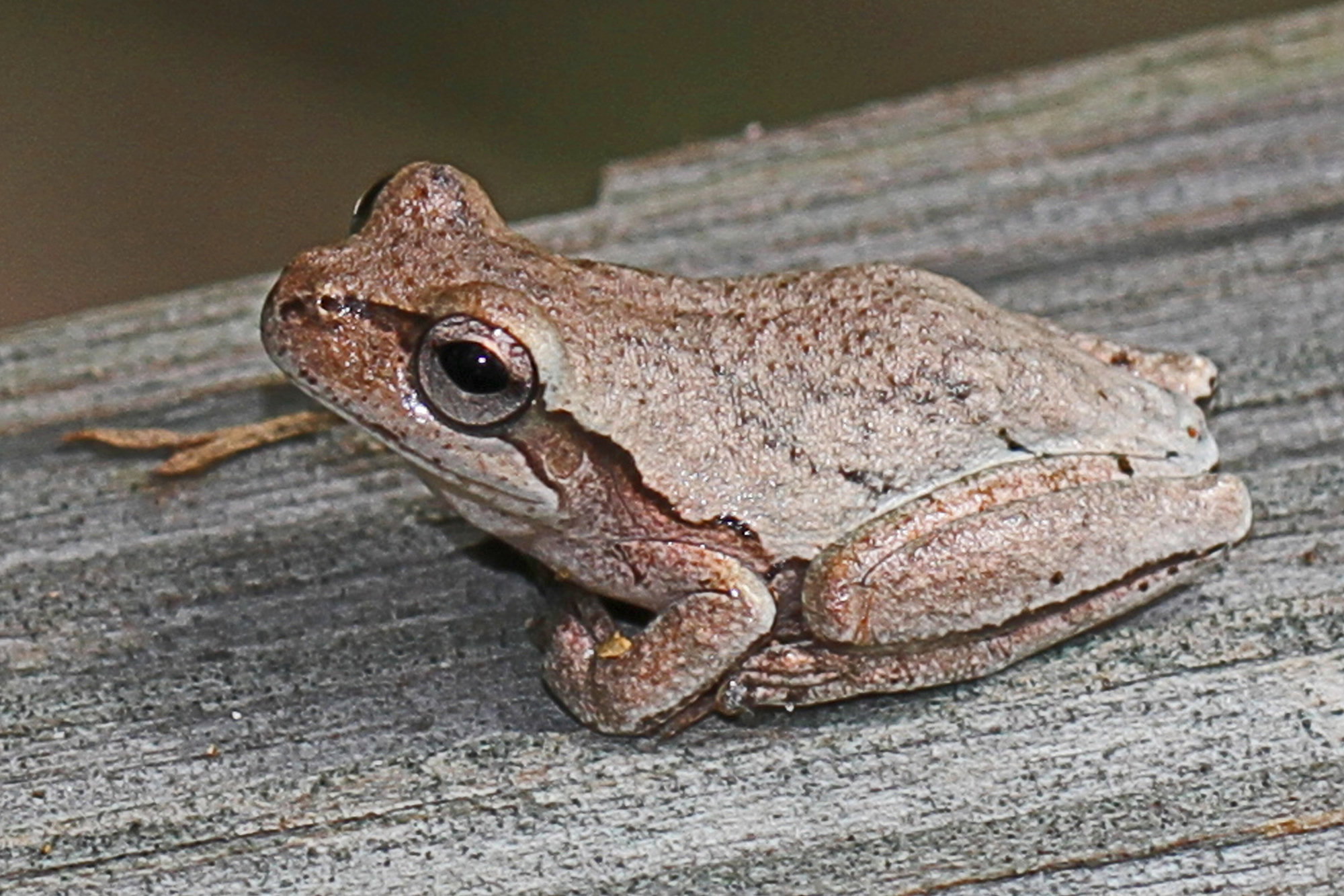 A pine woods treefrog resting on a weathered board in Georgia, grey-brown with a dark stripe through the eye.