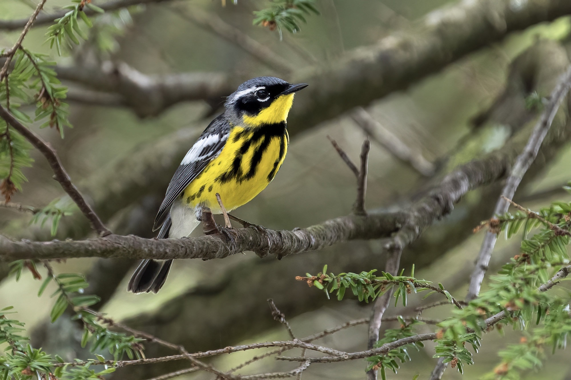 A male magnolia warbler perched in a hemlock, with a grey crown, a black mask, a bright yellow throat and a necklace of heavy black streaks across its yellow breast.
