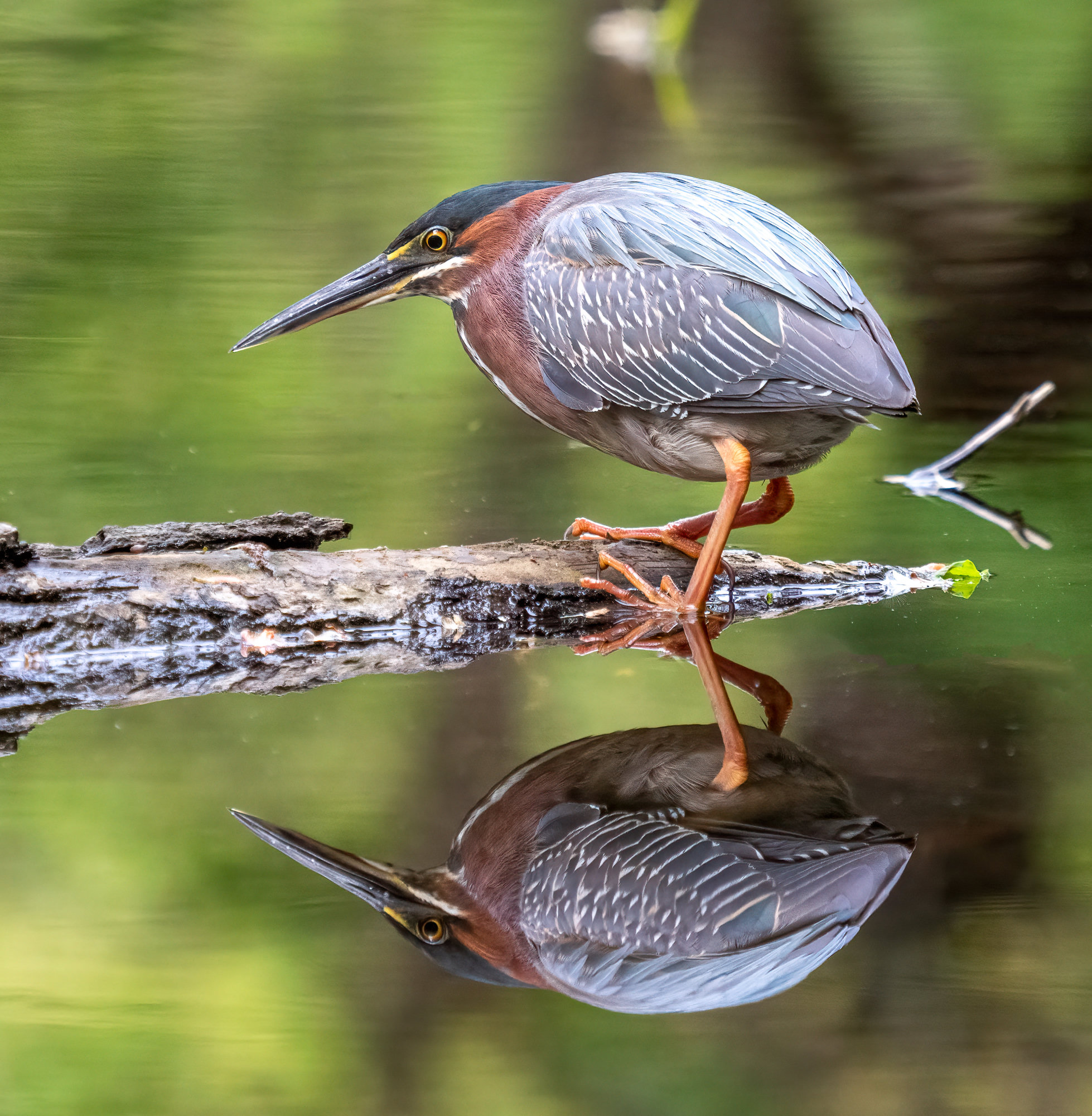 A green heron standing on a log over still water, a small, hunched heron with a dark cap, chestnut neck, greenish back and orange legs.
