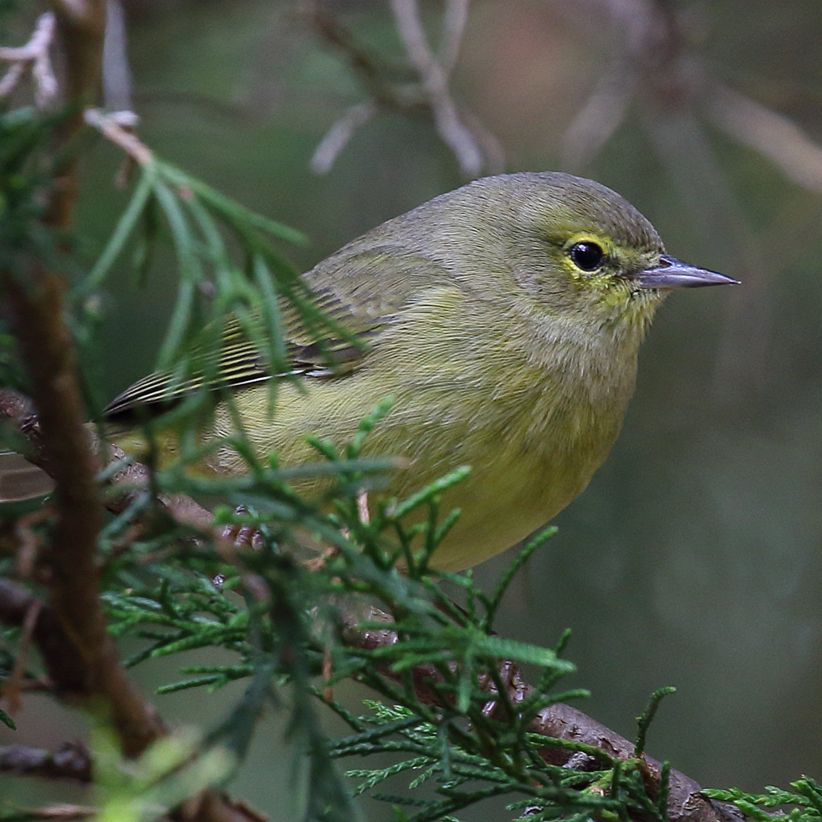 An orange-crowned warbler wintering in Atlanta, perched in a juniper, a plain grey-olive warbler with a faint split eye-ring, a thin dark eye-line and blurry streaks on a yellowish breast.