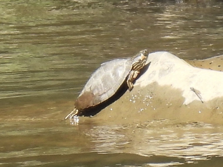 An Alabama map turtle basking on a rock in a Georgia river, its head striped with yellow.