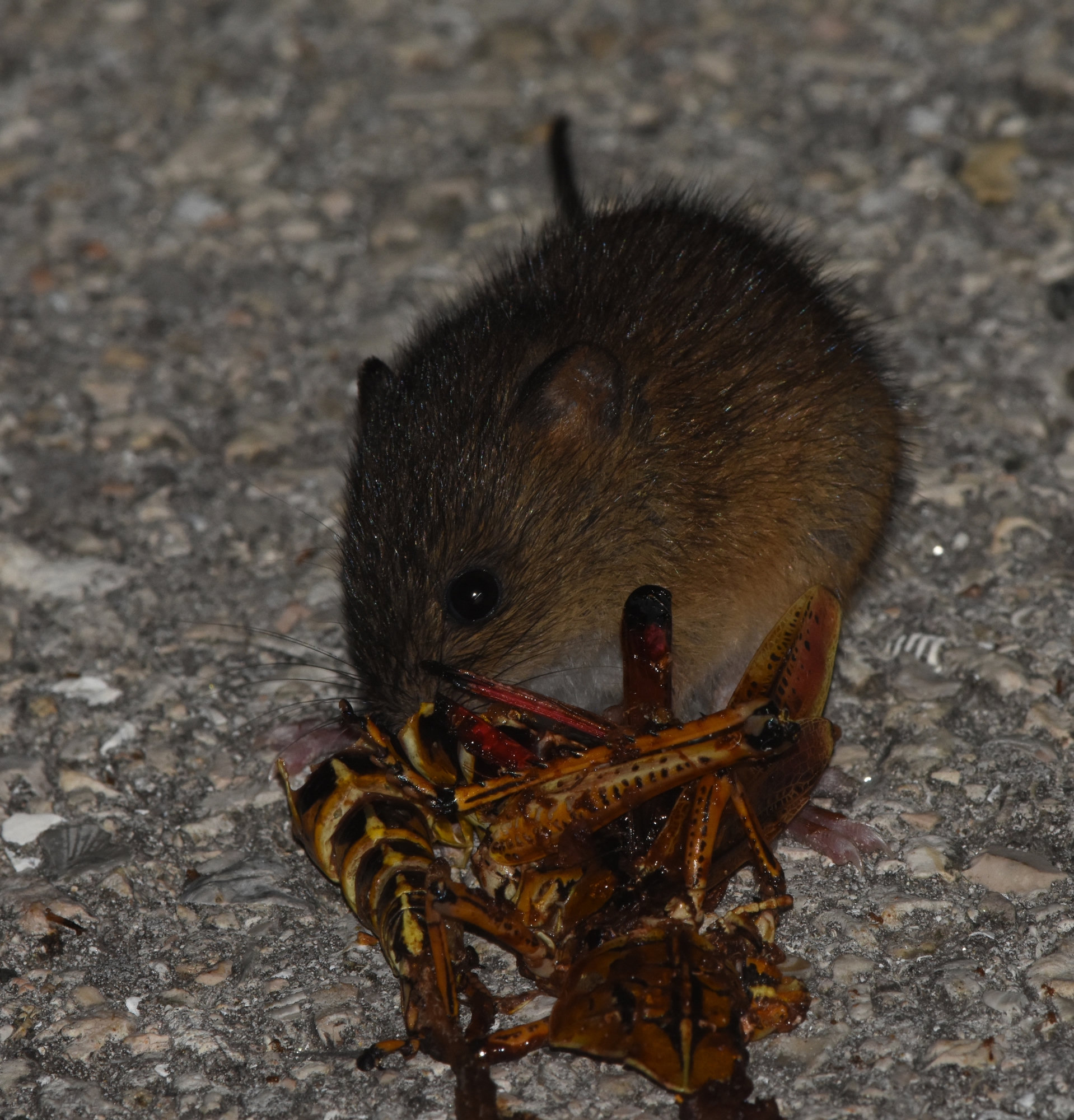 A brown marsh rice rat eating a large yellow-and-black grasshopper on the ground at night.