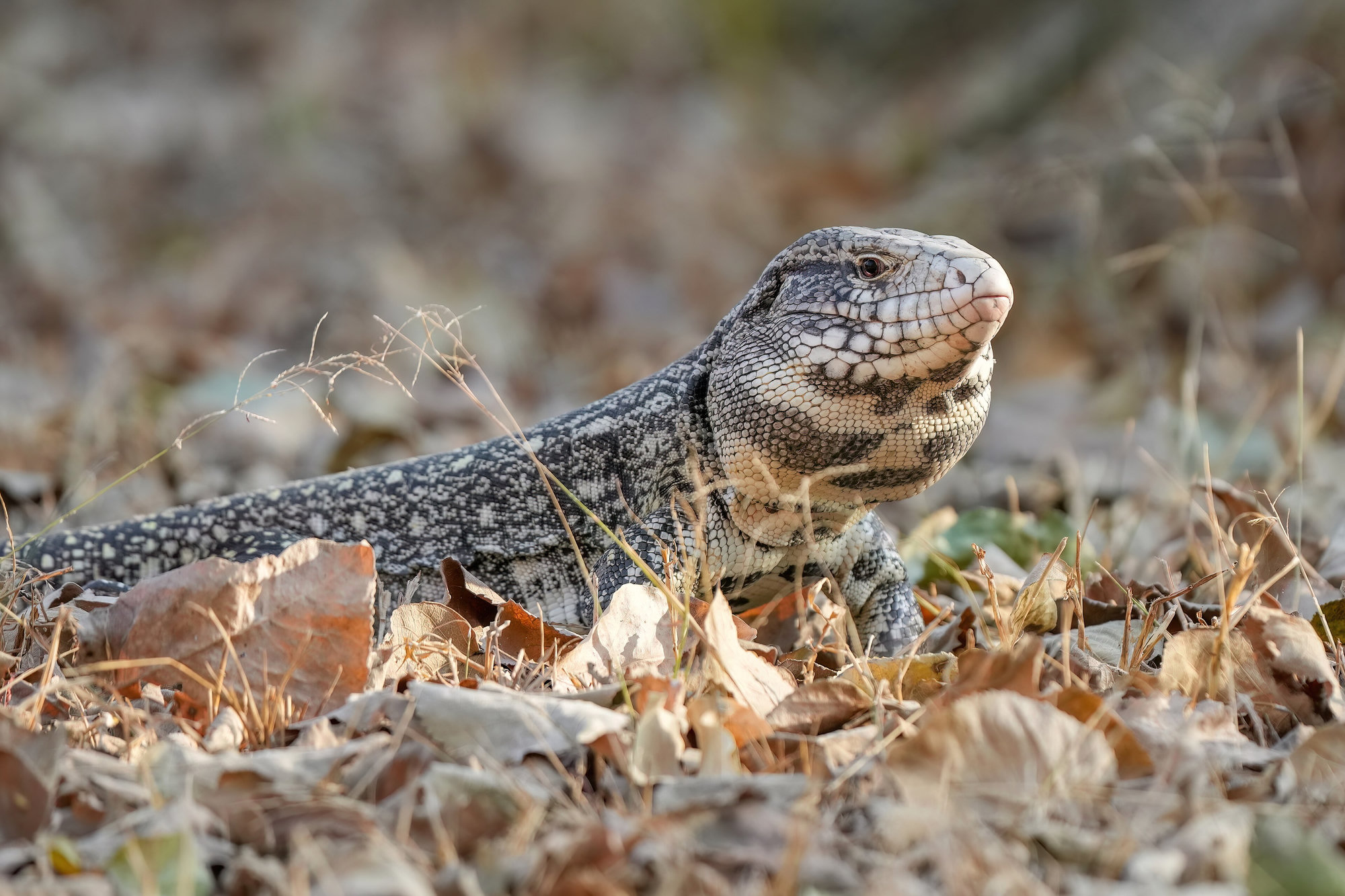 An Argentine black-and-white tegu resting among dry leaves, its body banded in black and white and its head raised.