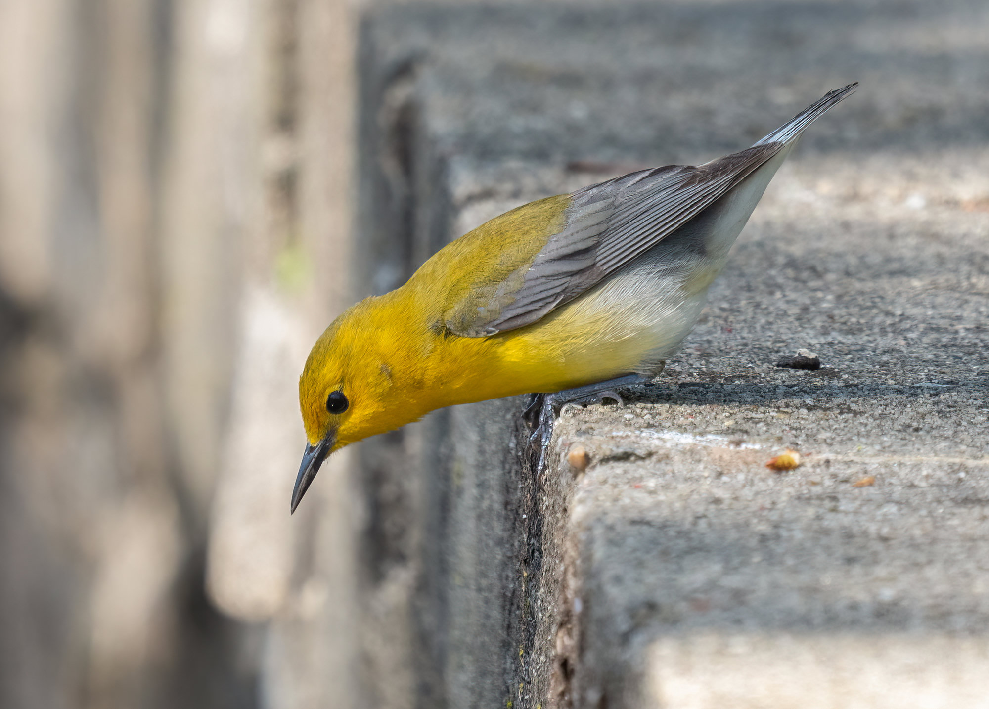 A prothonotary warbler perched among leaves, with a glowing golden-yellow head and breast, a black eye, an olive back and plain blue-grey wings.