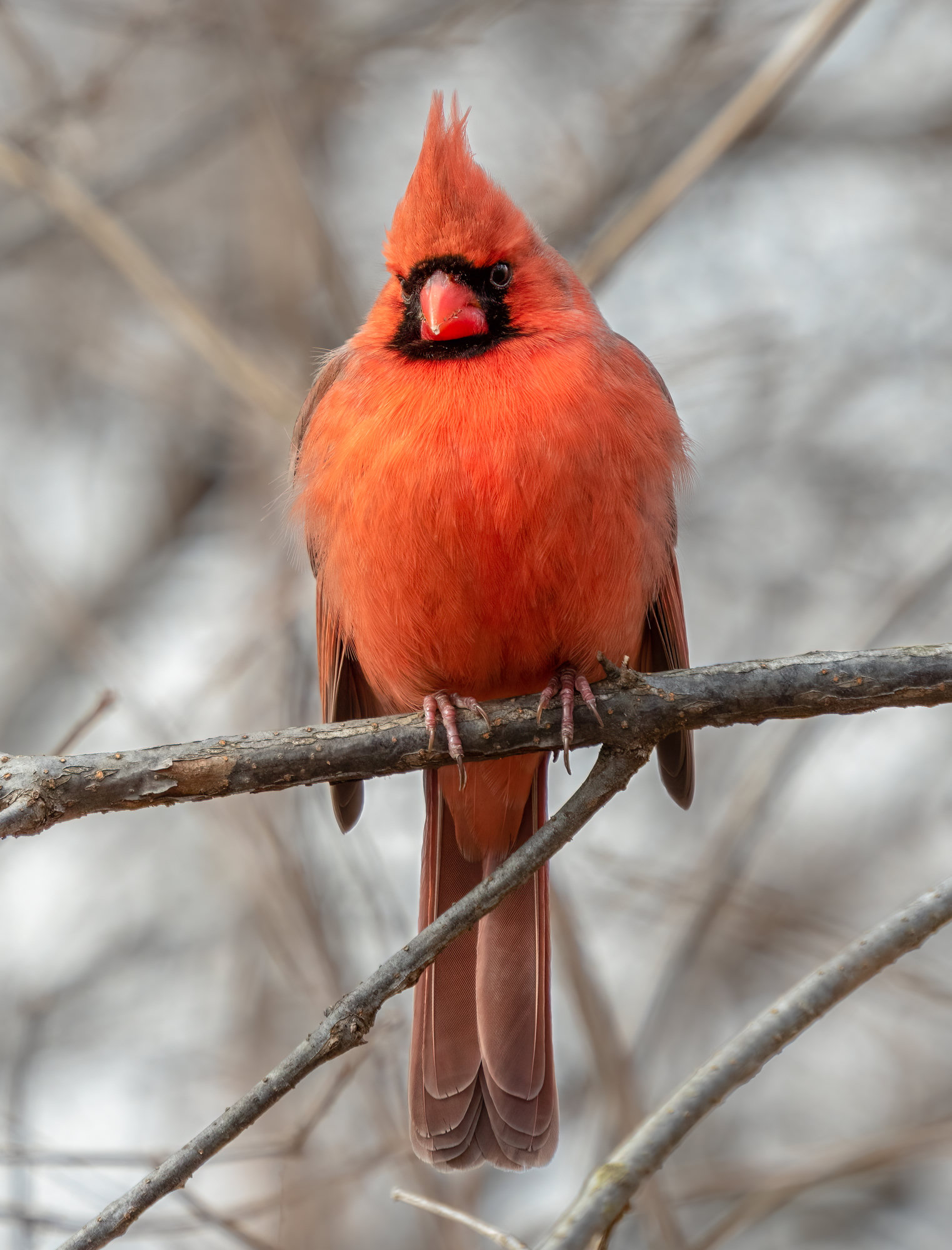 A male northern cardinal perched on a bare branch, brilliant red with a pointed crest, a black mask around a thick, cone-shaped red-orange bill.