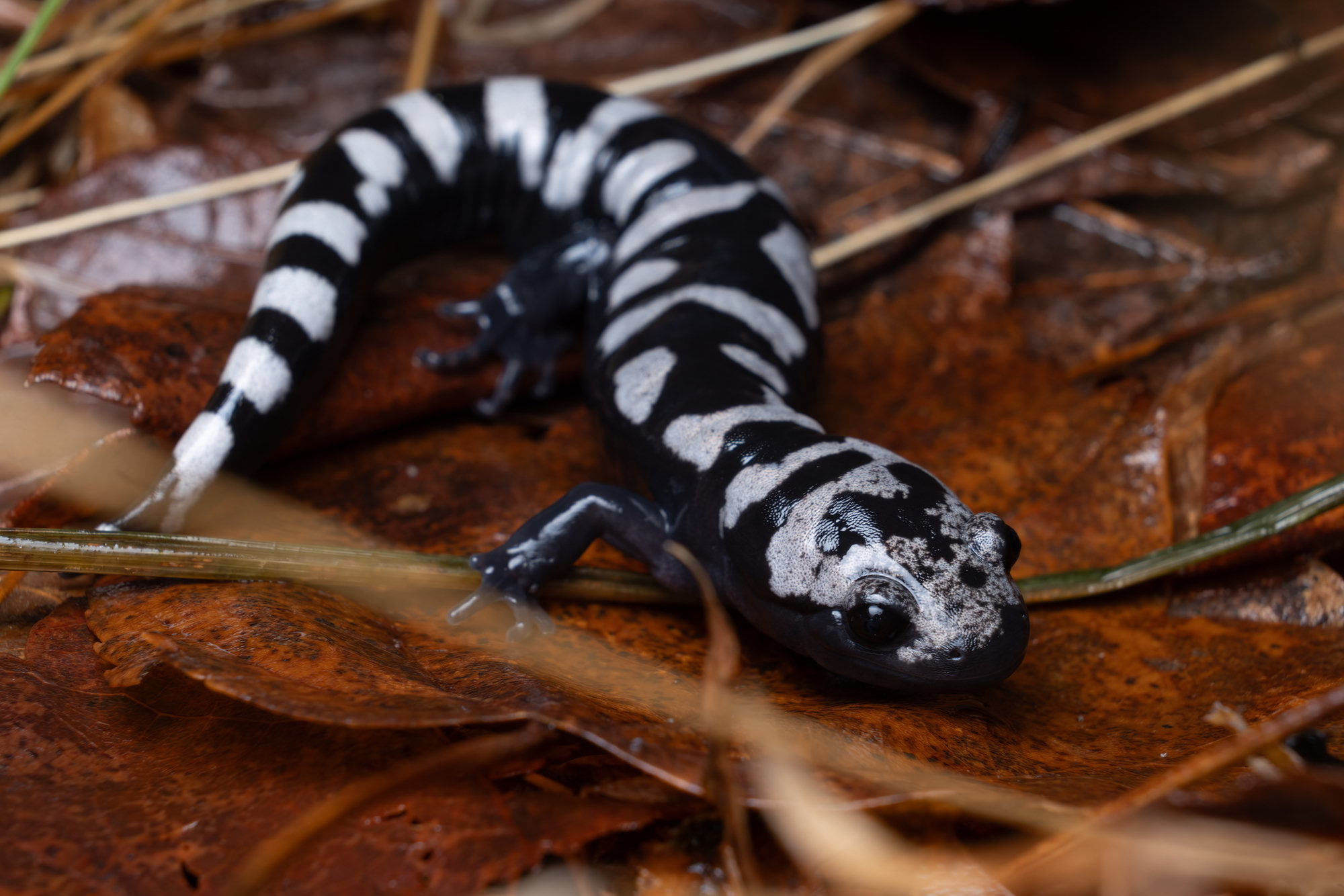 A marbled salamander on fallen leaves, stout and black with bold silver-white crossbands.