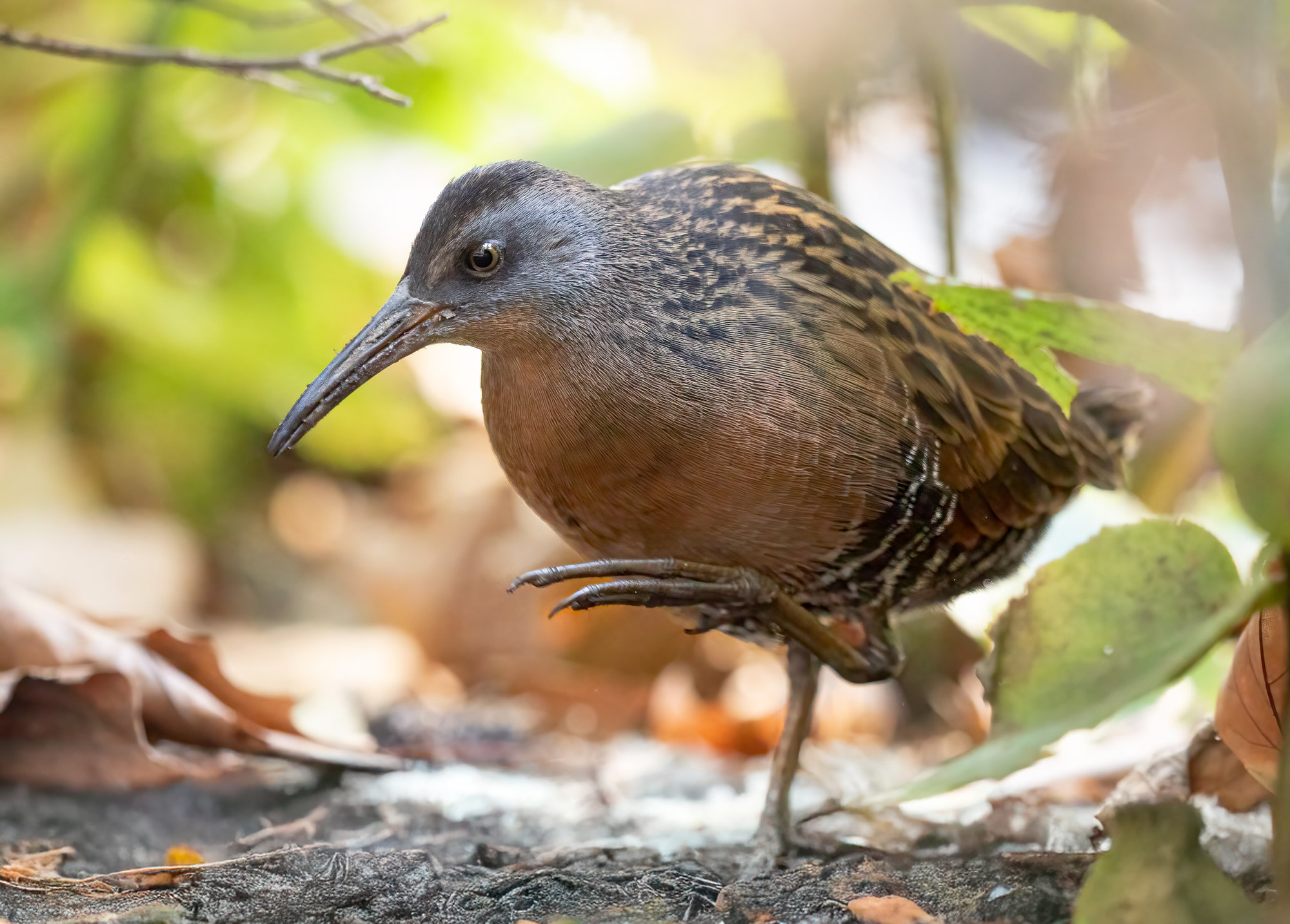 A Virginia rail stepping through leaf litter, its rusty breast, grey face and long reddish bill in clear view.