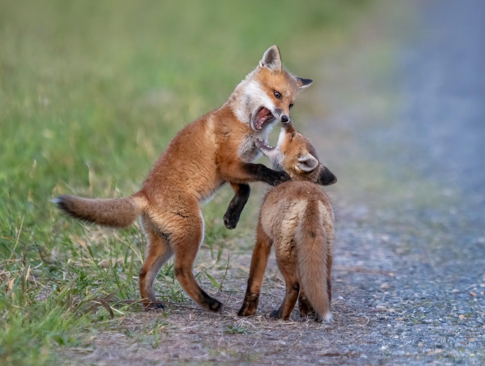 Two red fox kits play-fighting on a dirt track beside grass, one reared up with its mouth open, the other crouched.