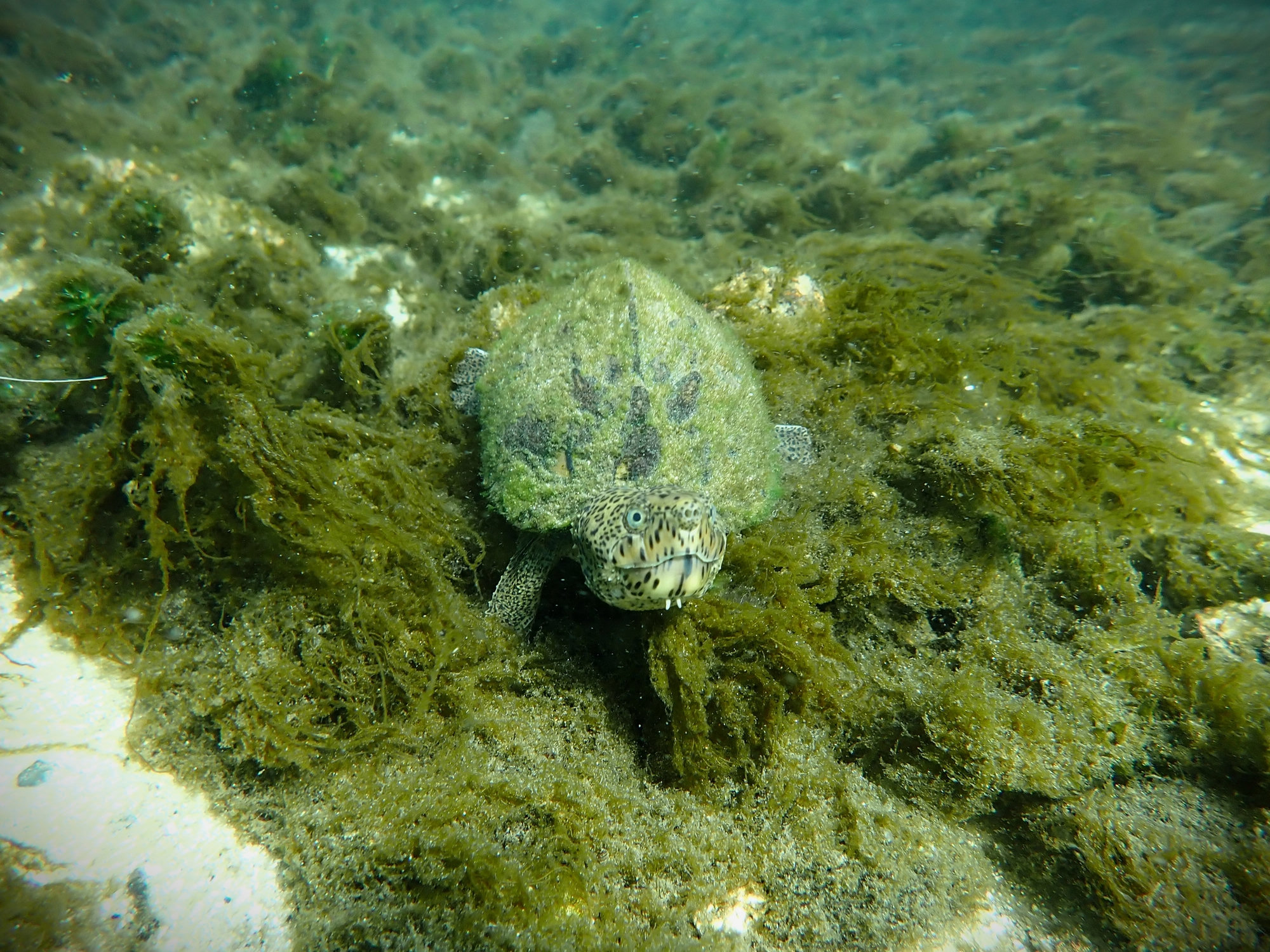 A loggerhead musk turtle walking over green algae on the bed of a clear spring, its shell and big head spotted in dark markings.