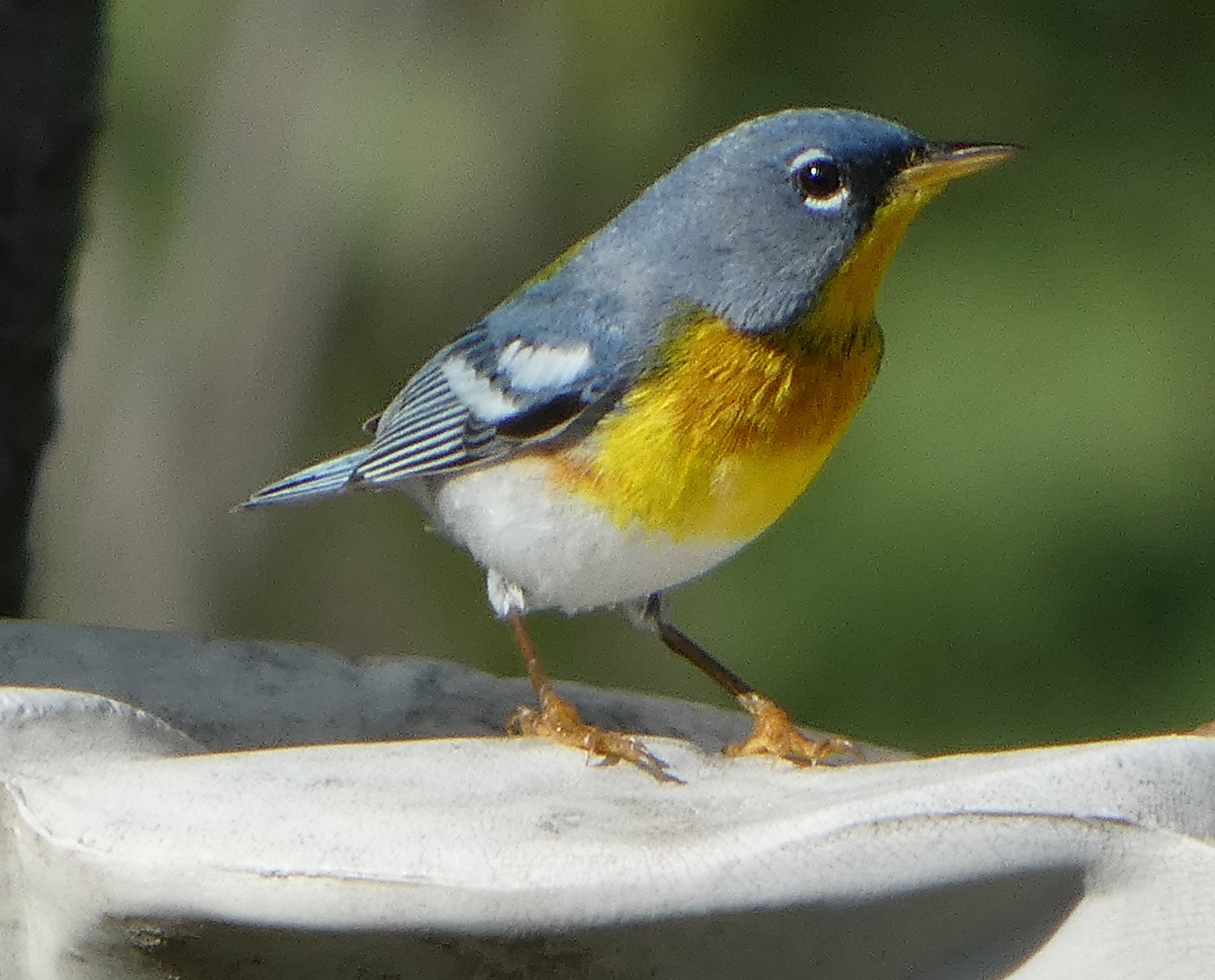 A male northern parula at a birdbath in Georgia, blue-grey with a yellow-green patch on its back, a yellow throat and breast crossed by a dark band and white arcs around the eye.
