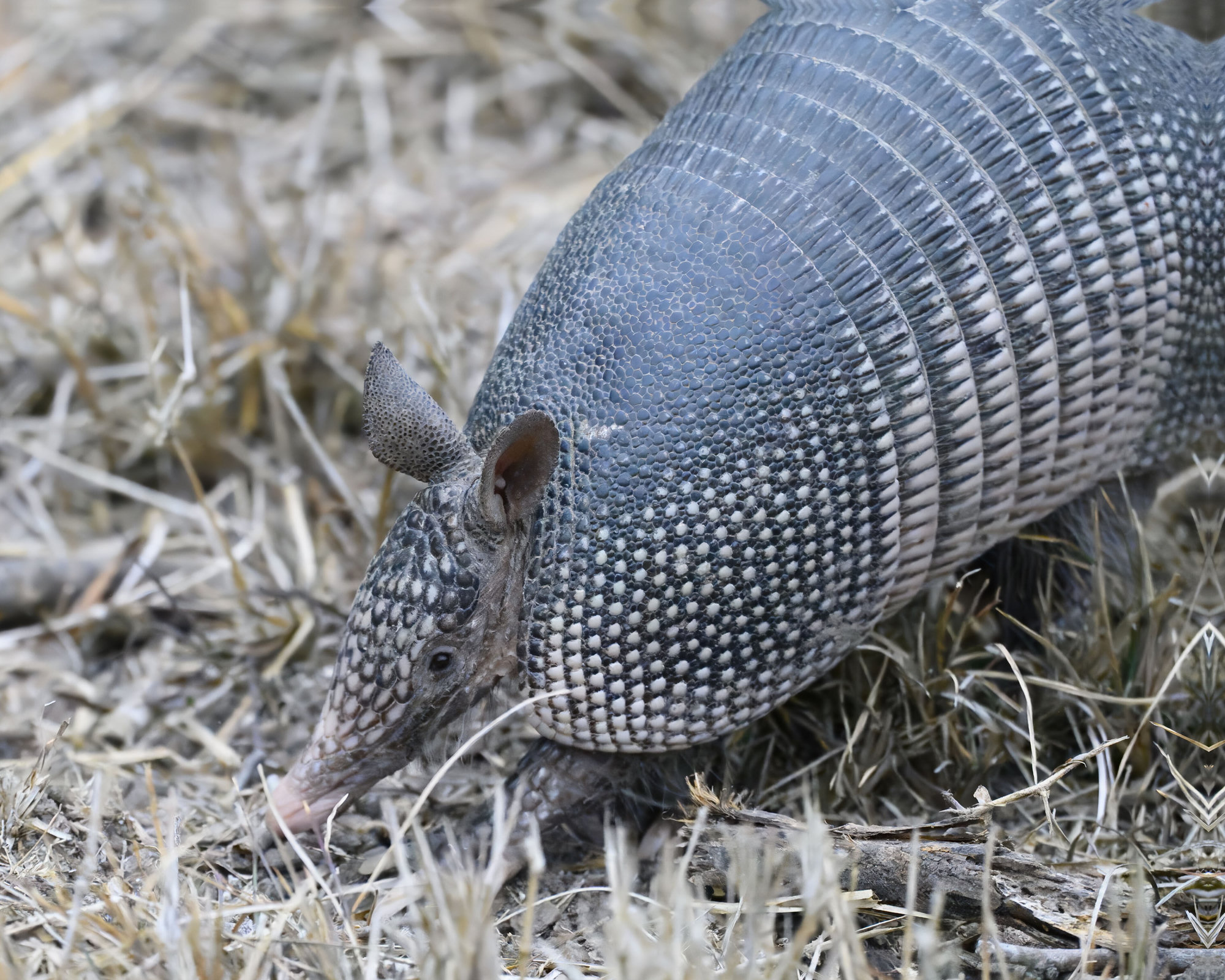 A nine-banded armadillo nosing through dry grass, its grey banded shell, large ears and long snout close to the ground.
