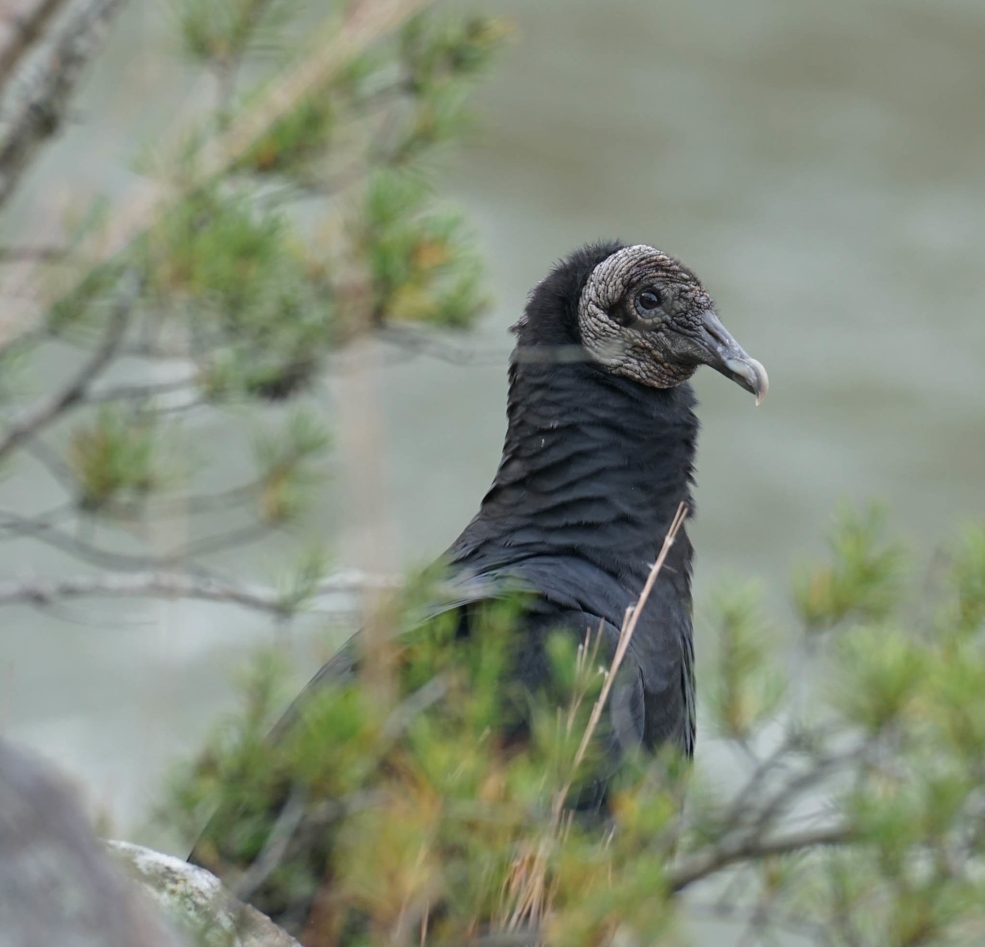 A black vulture perched among pine branches, sooty black with a bare, wrinkled grey head and a hooked bill.