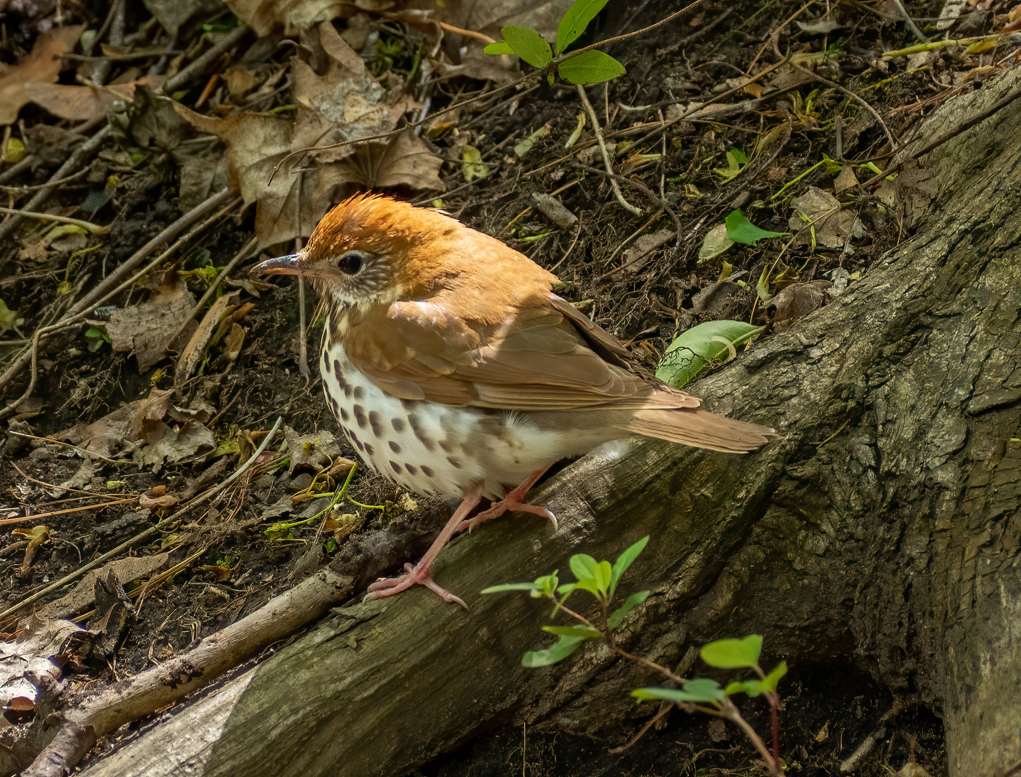 A wood thrush standing on the forest floor, with a cinnamon-brown head and back, a streaked white face and large round black spots on its white breast.