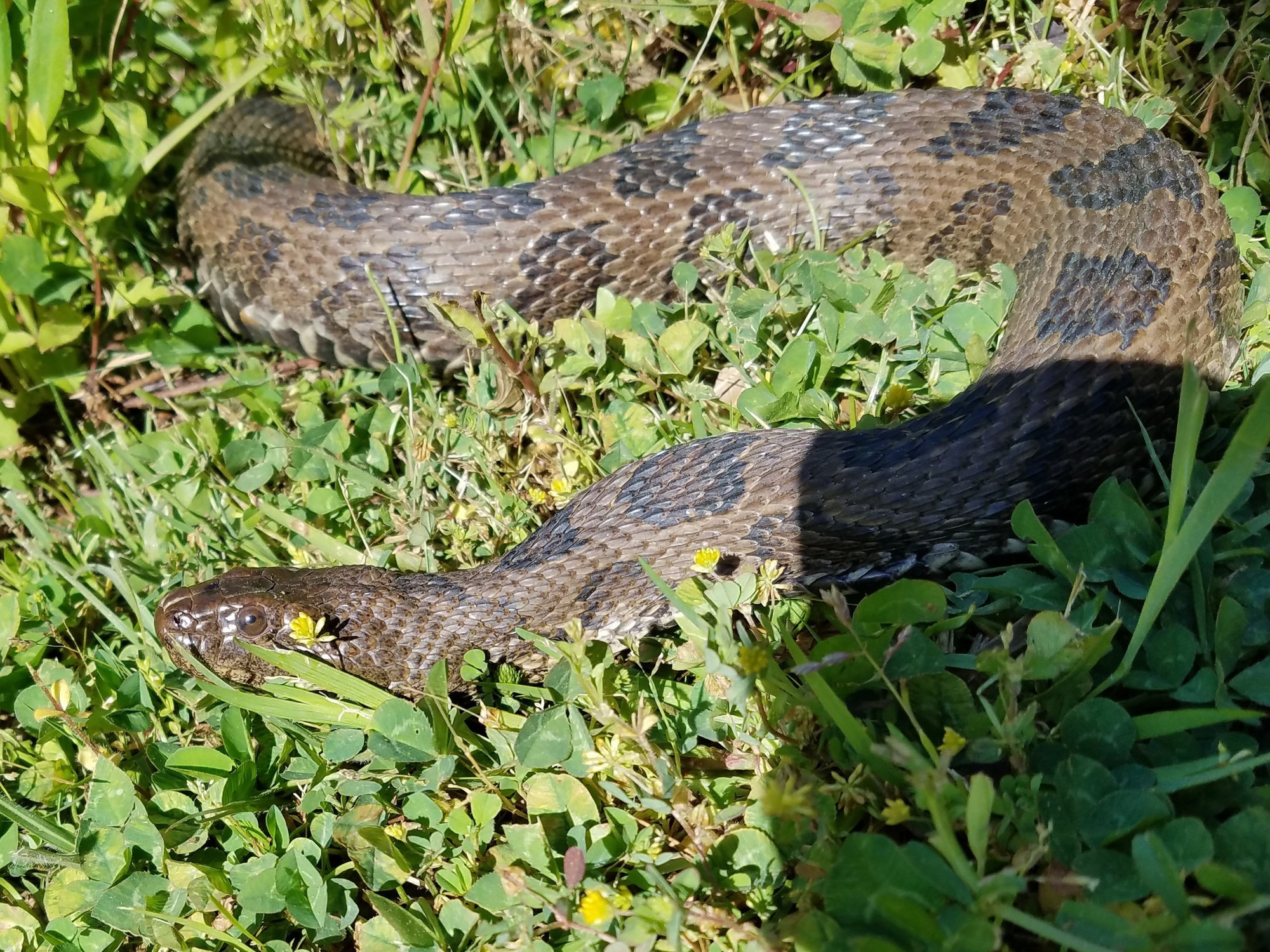A brown watersnake stretched out among low green plants, brown with rows of dark, squarish blotches.