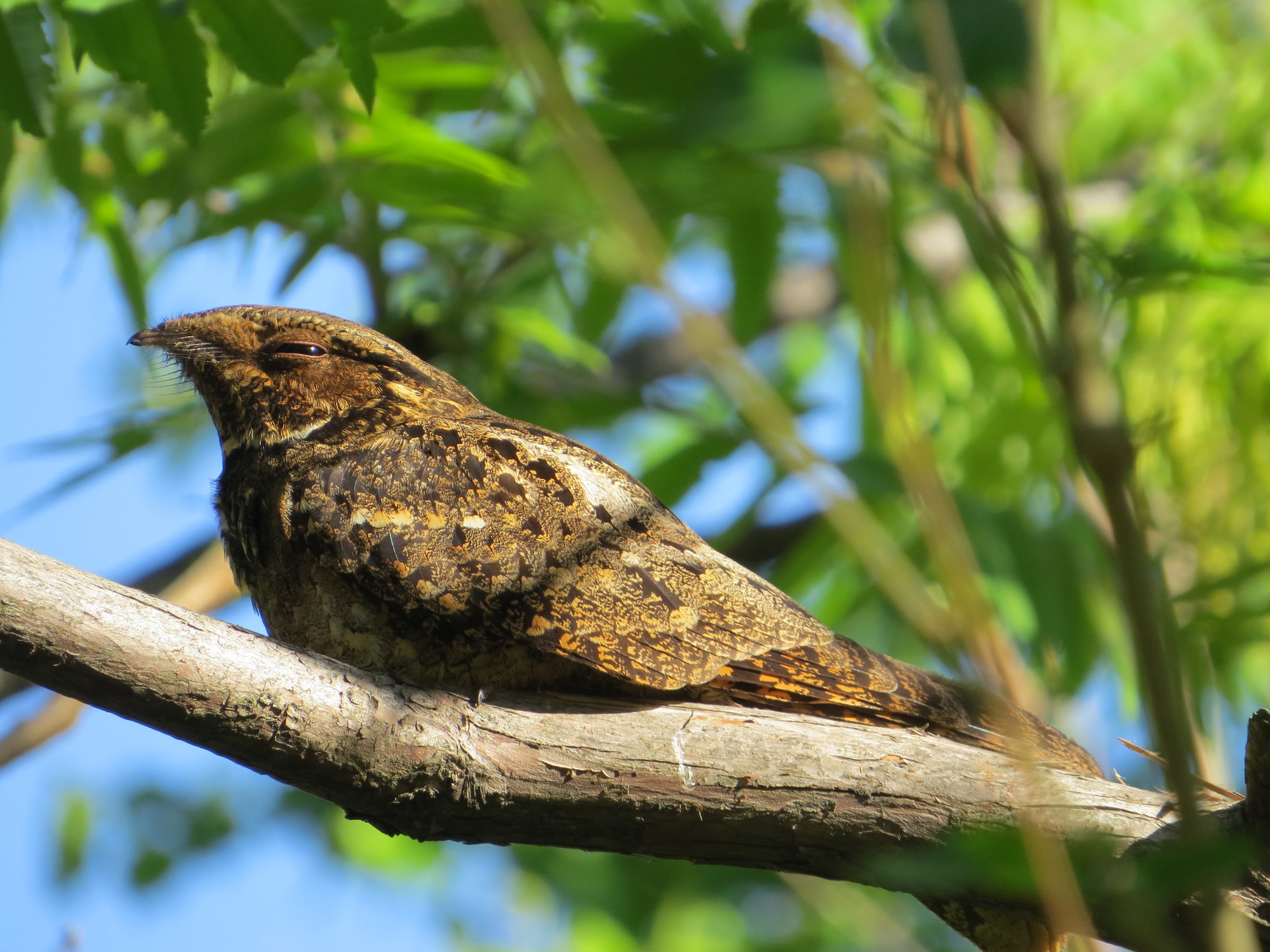A chuck-will's-widow perched on a bare branch among leaves, its intricately mottled brown and buff plumage like bark.