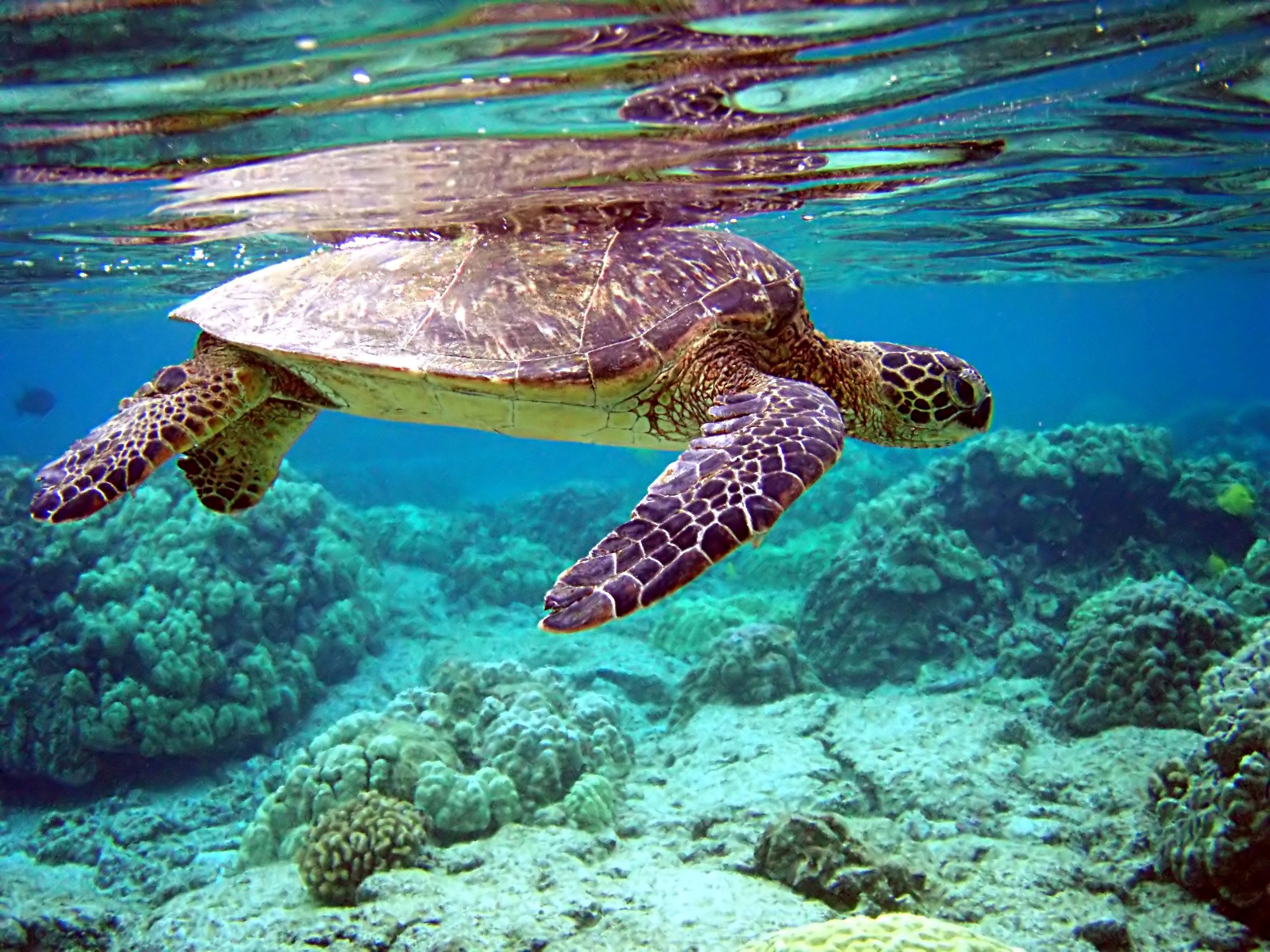 A green sea turtle swimming just below the surface over a coral reef, its flippers spread wide.