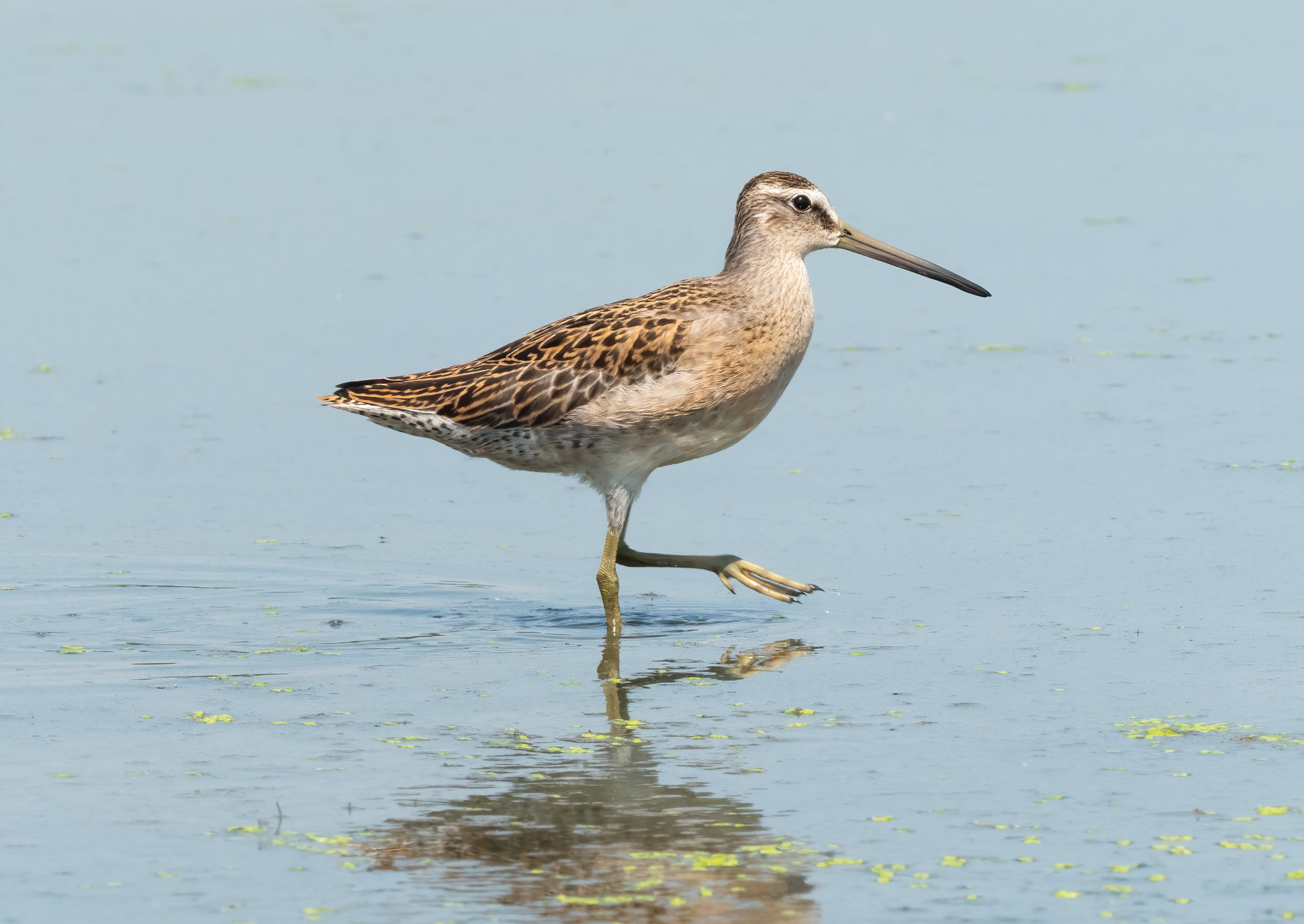 A short-billed dowitcher wading through shallow water, its very long straight bill and speckled buff plumage in profile.