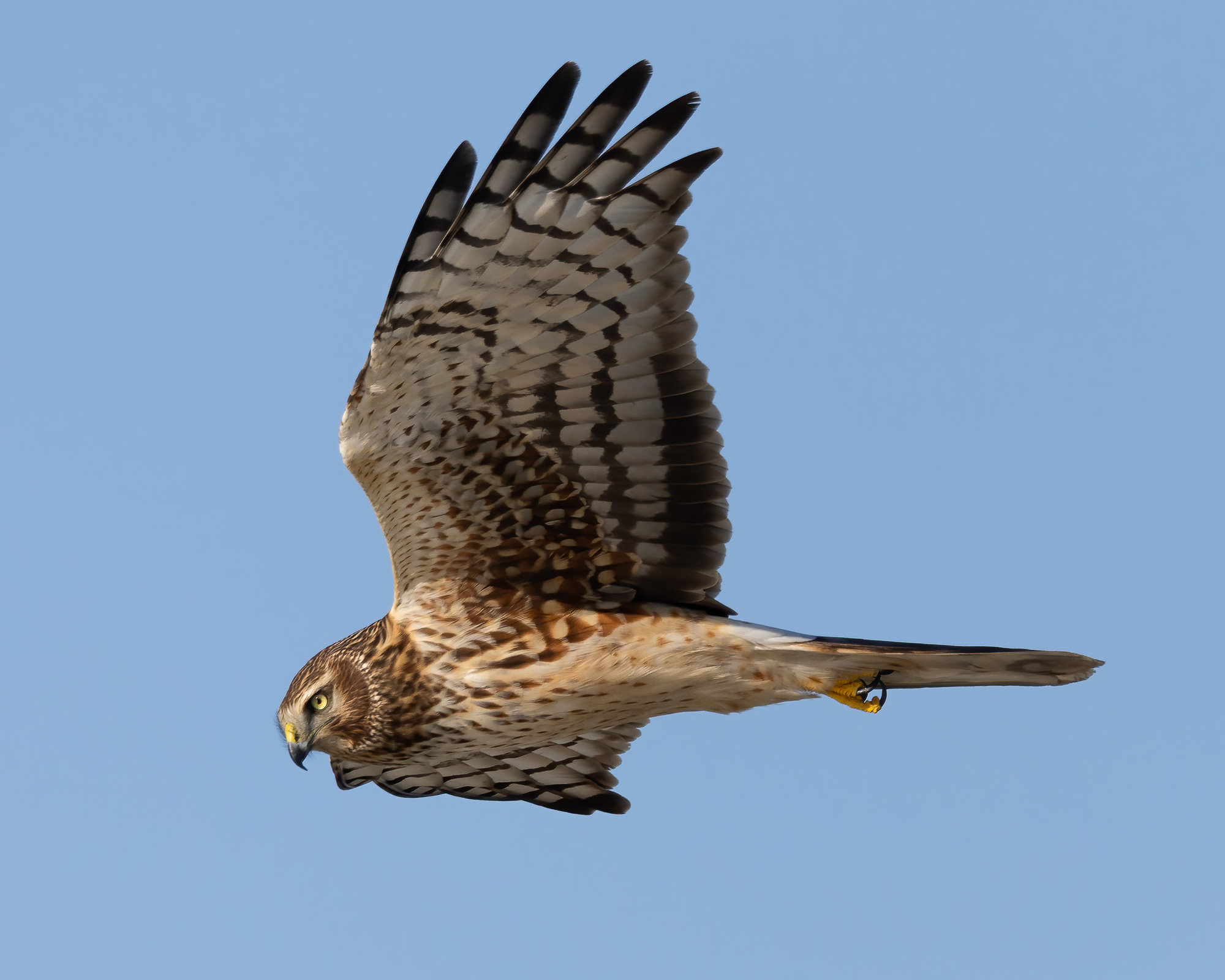 A female northern harrier gliding against a blue sky, brown above and buff streaked below, with an owl-like face, long wings and a long banded tail.