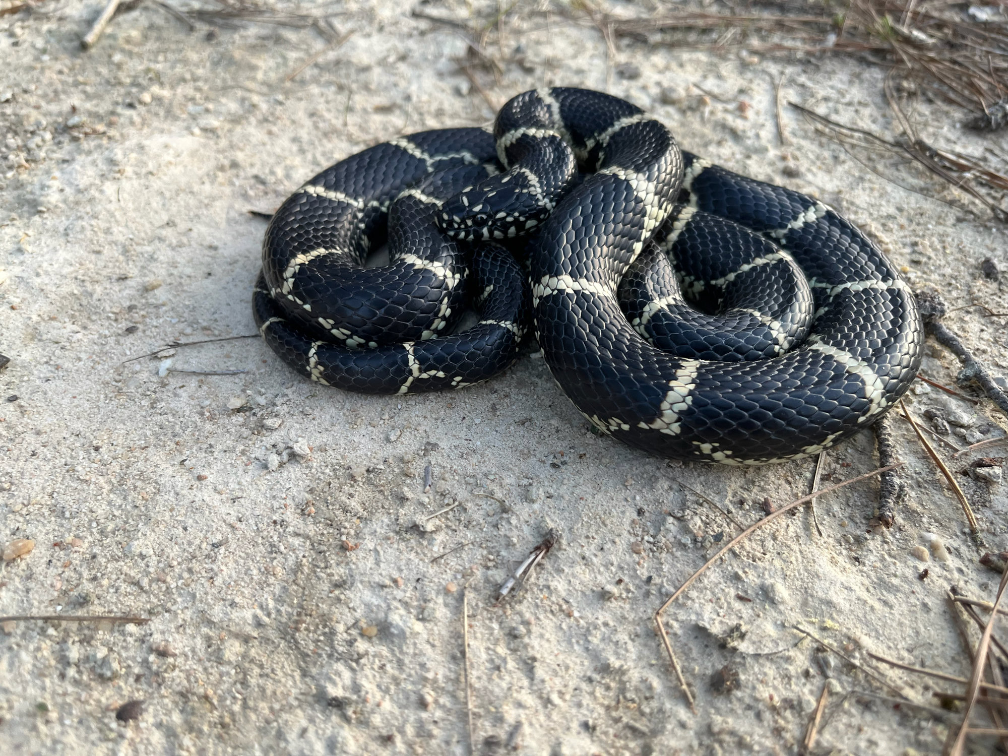 An eastern kingsnake coiled on sandy ground, glossy black crossed by a chain of narrow white bands.