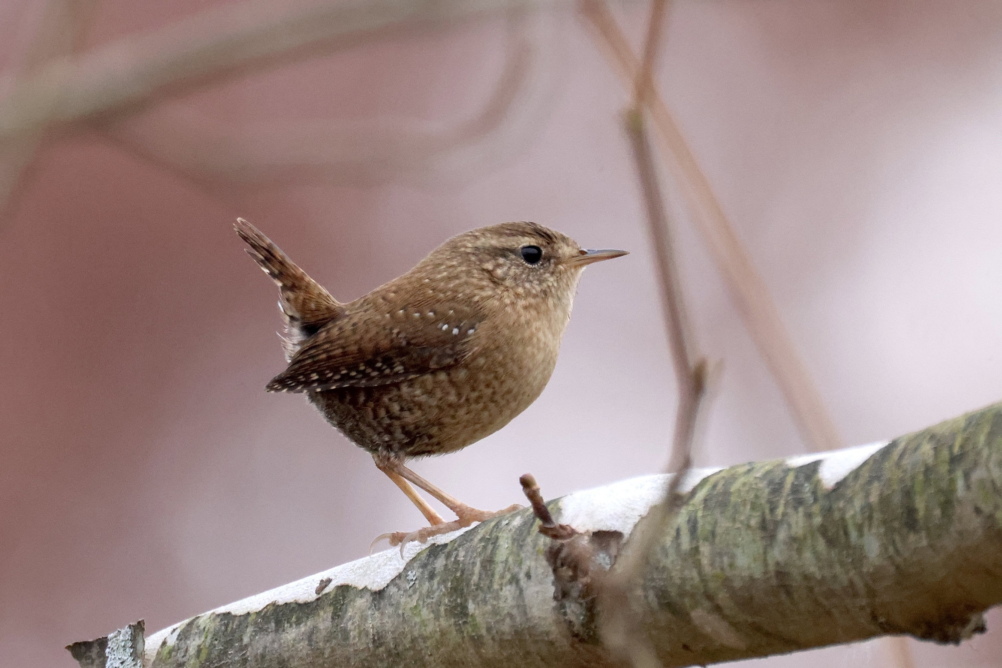 A winter wren perched on a pale branch, a tiny, dark brown wren with a stubby upturned tail, fine barring on its flanks and a faint pale eyebrow.