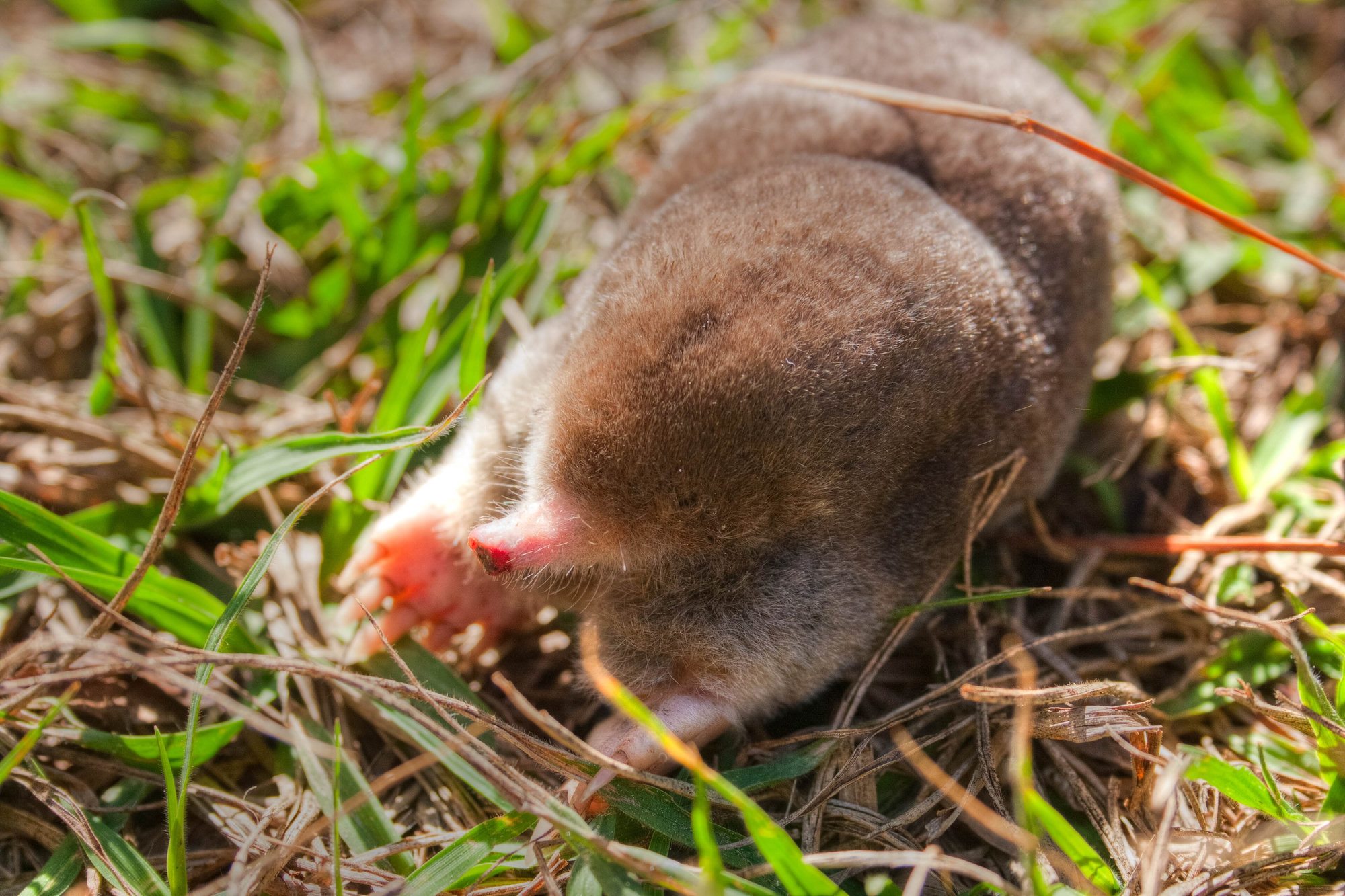 An eastern mole above ground among grass, its broad pink-clawed forefeet and pointed pink snout showing.