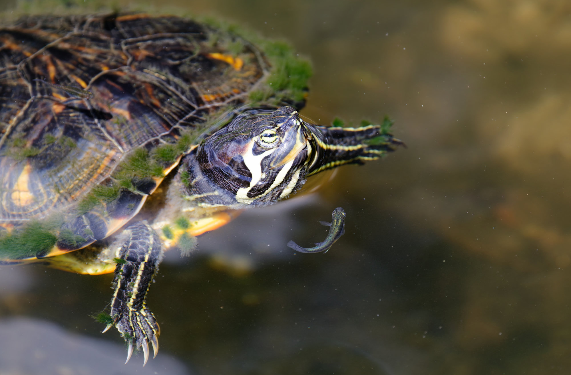 A yellow-bellied slider swimming in clear water, trailing green algae from its shell, with yellow stripes on its head and legs.