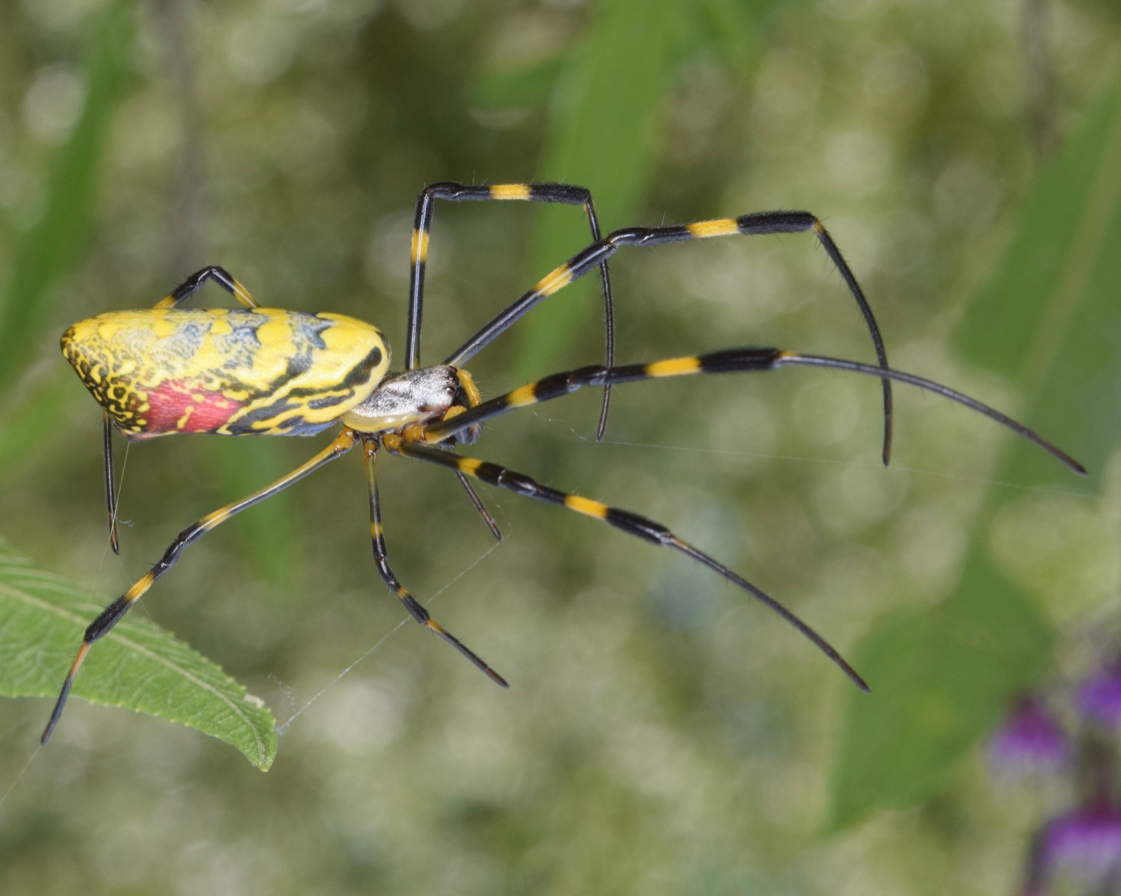 An adult female Joro spider in her web, abdomen patterned yellow and blue-grey, legs banded yellow and black.