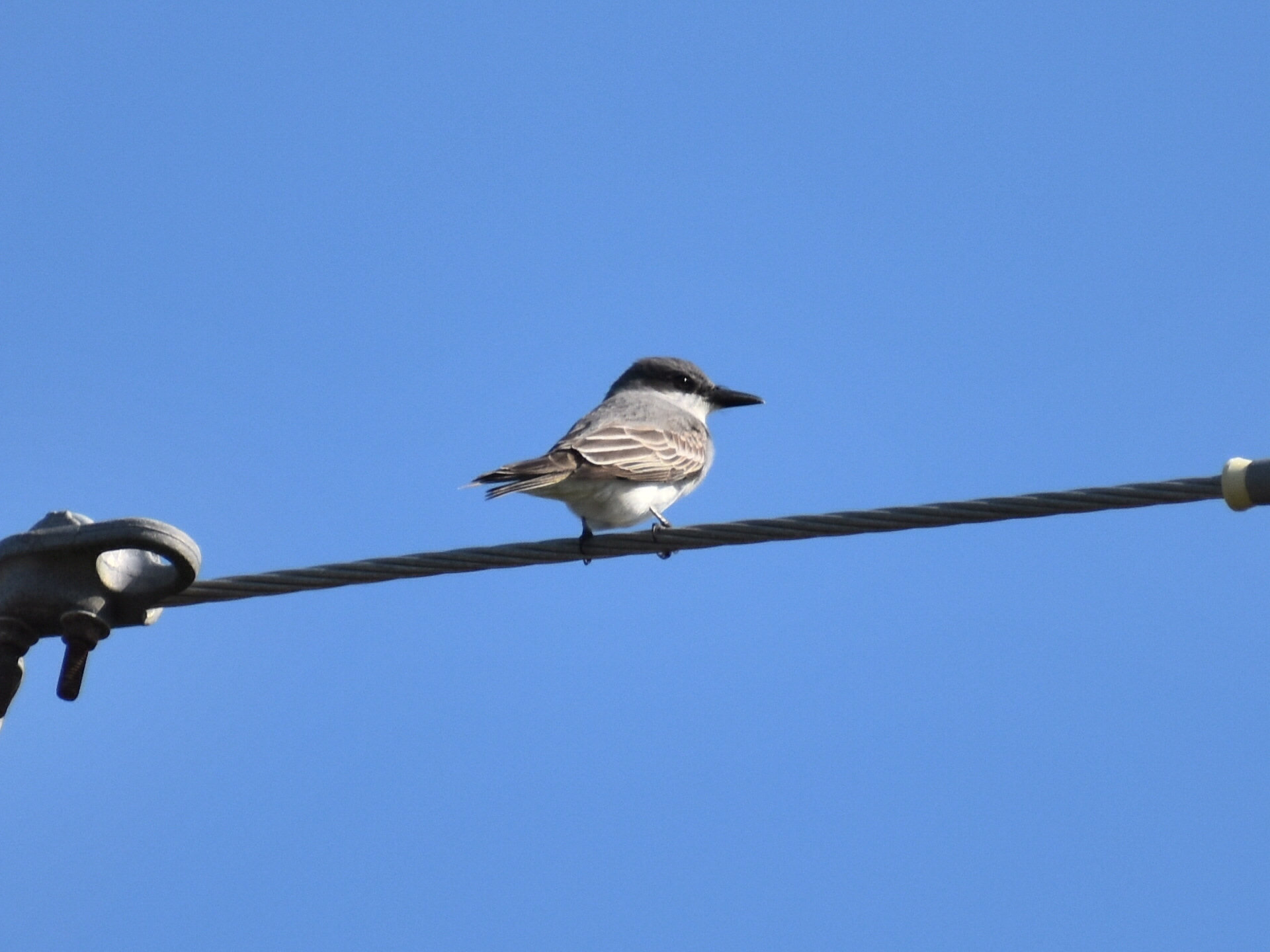 A gray kingbird perched on a cable against a blue sky in South Carolina, pale grey above and whitish below, with a dark mask and a heavy black bill.