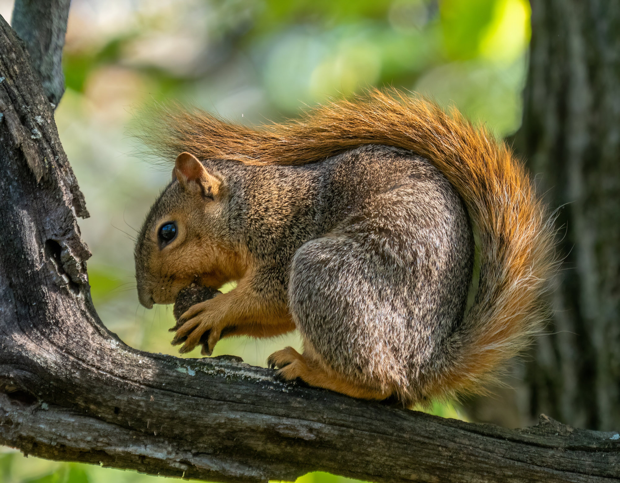 An eastern fox squirrel on a branch holding a nut, its orange underparts and rust-coloured tail arched over its back.