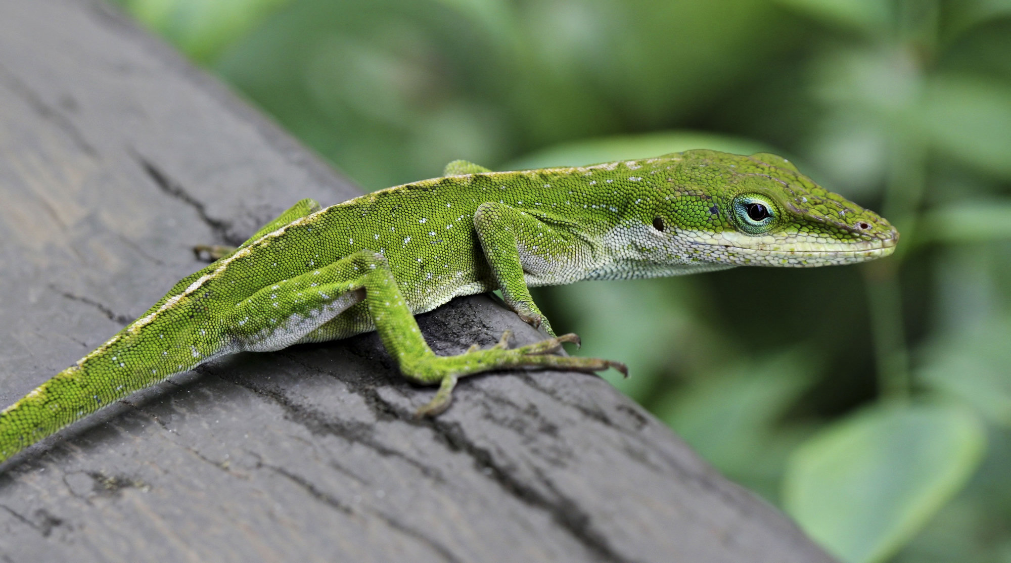 A bright green anole resting along a weathered wooden rail, its long tail stretched out behind it.
