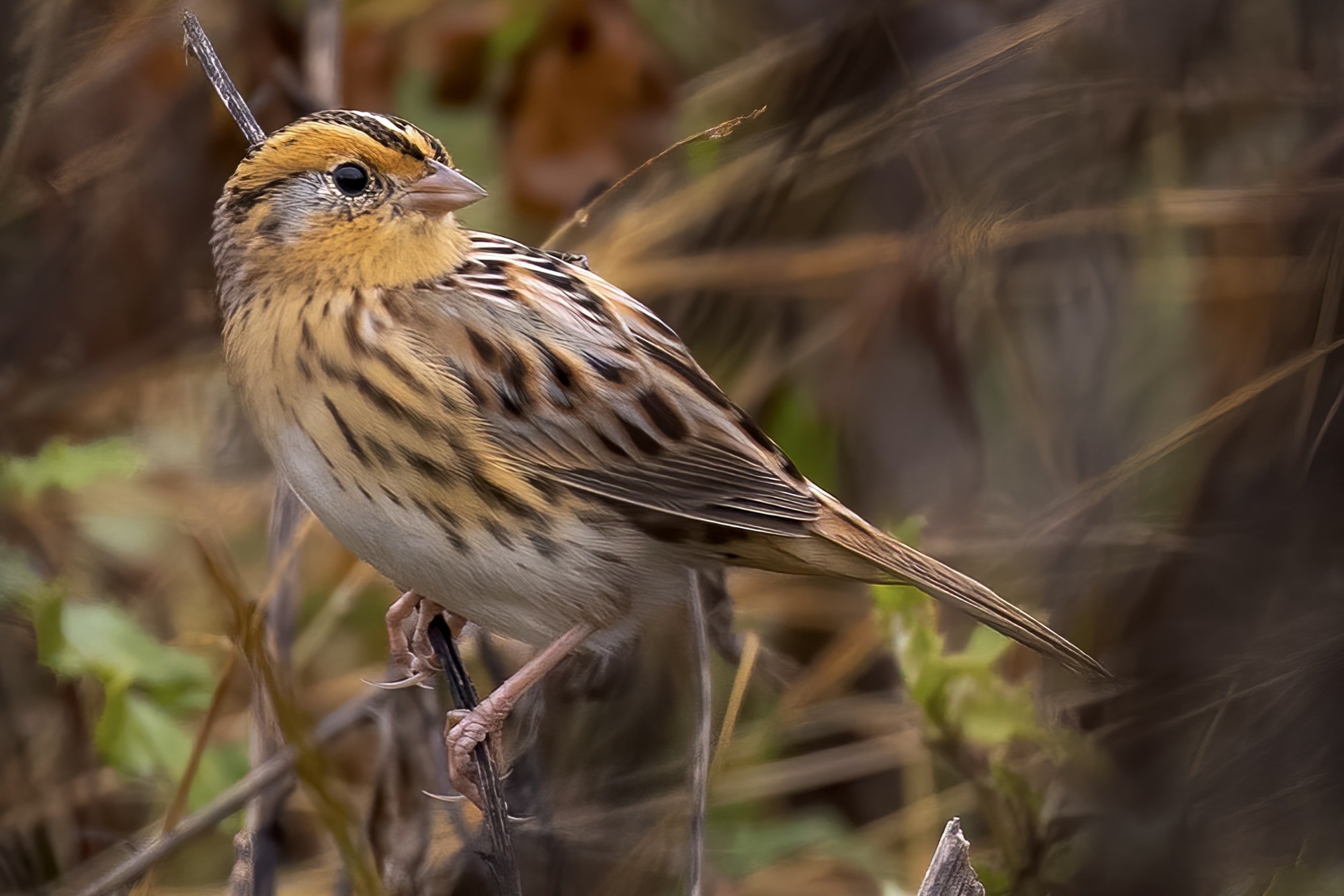 A LeConte's sparrow perched in dry grass, a small sparrow with a bright orange-buff face and breast, a grey cheek, a white crown stripe and fine streaks on its flanks.