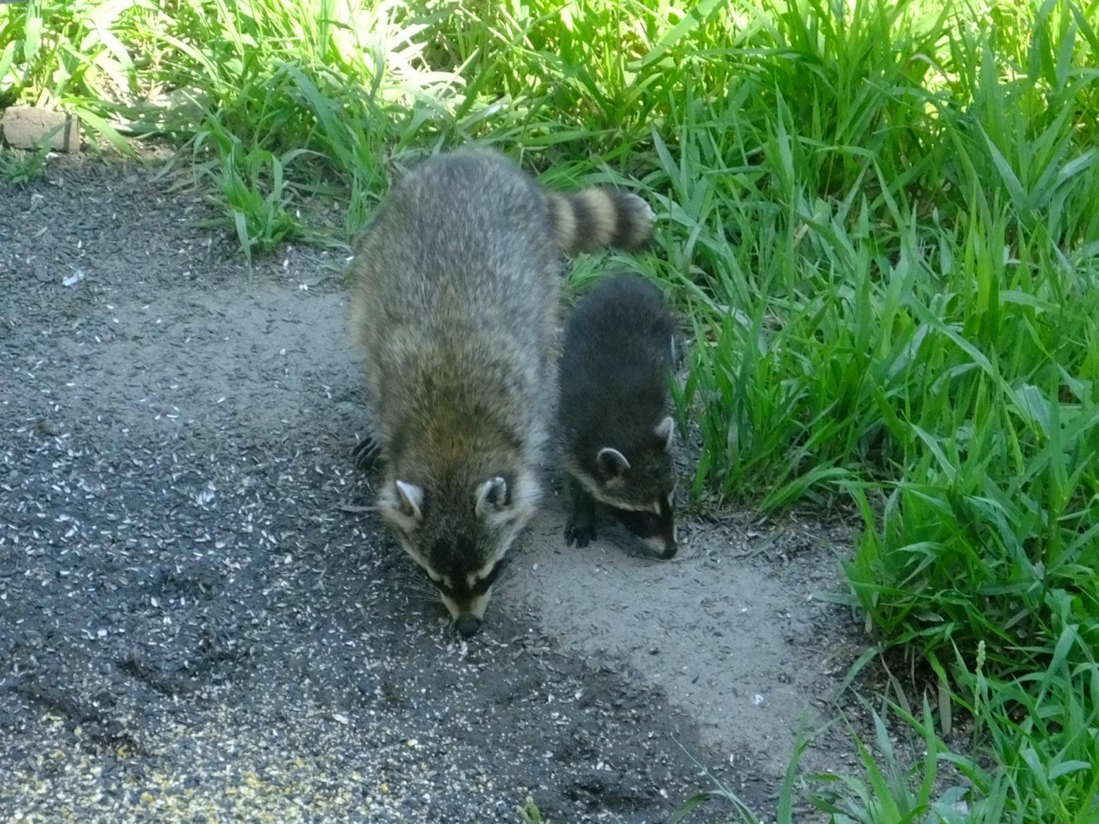 A mother raccoon and one kit walking side by side along a gravel verge at the edge of tall grass, both with their noses down.