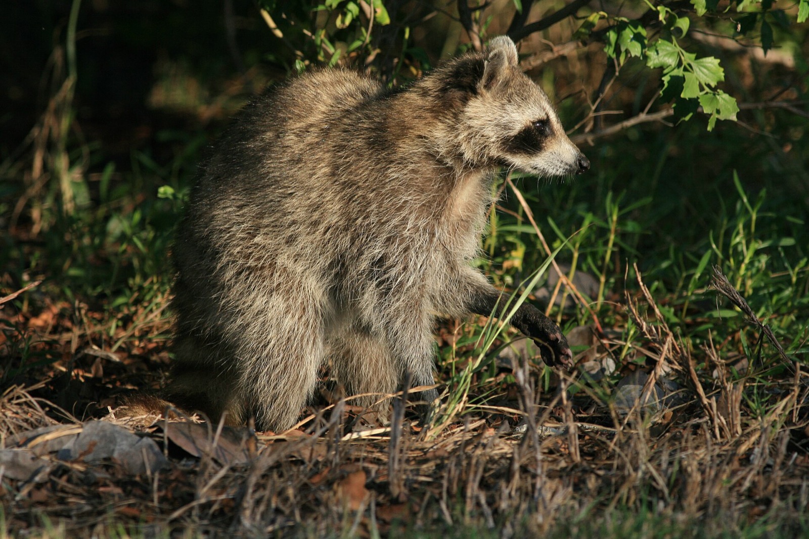 A raccoon walking through leaf litter in low sun with one forepaw lifted mid-step.