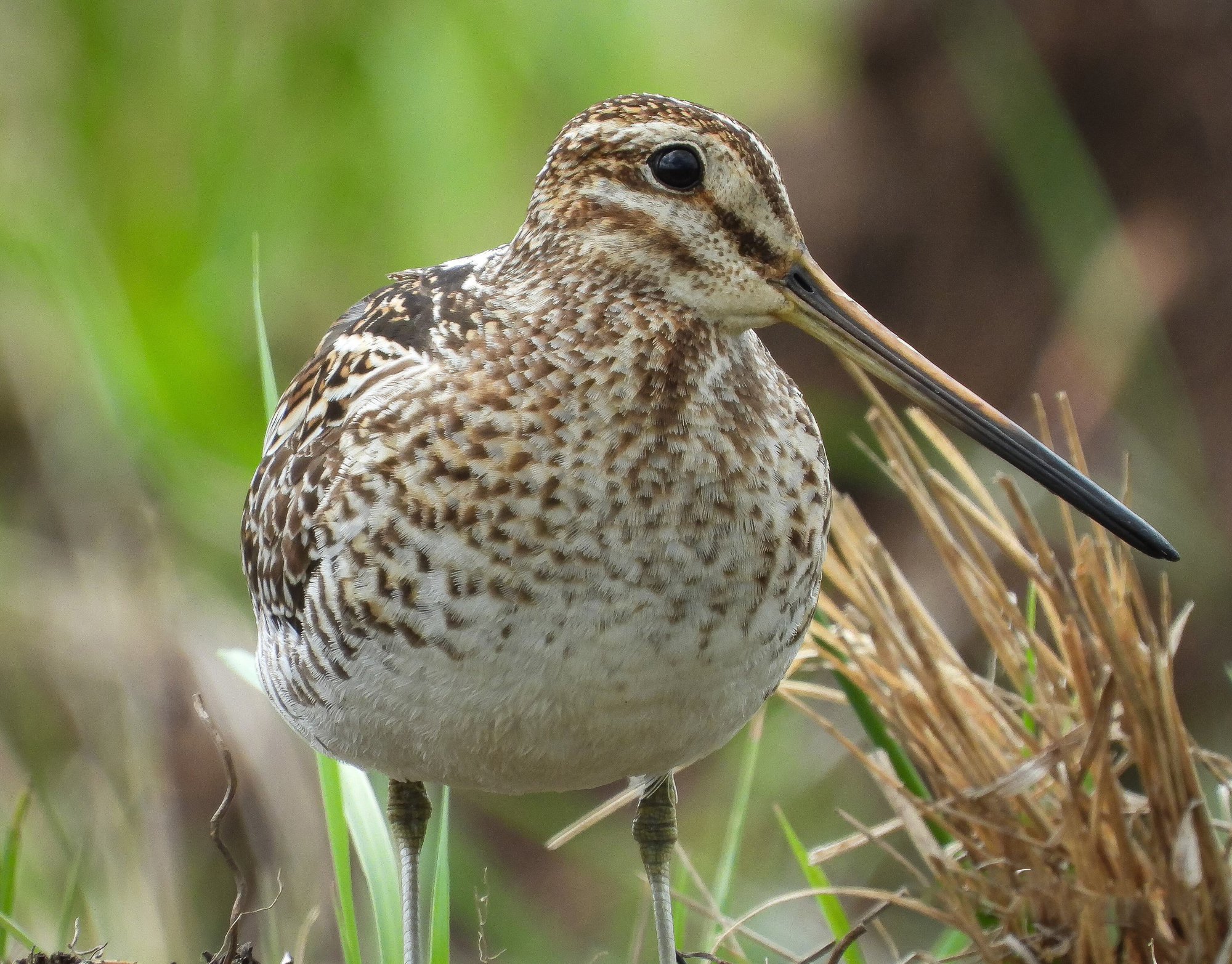 A Wilson's snipe standing among grass, its long straight bill and boldly striped head and back sharp.