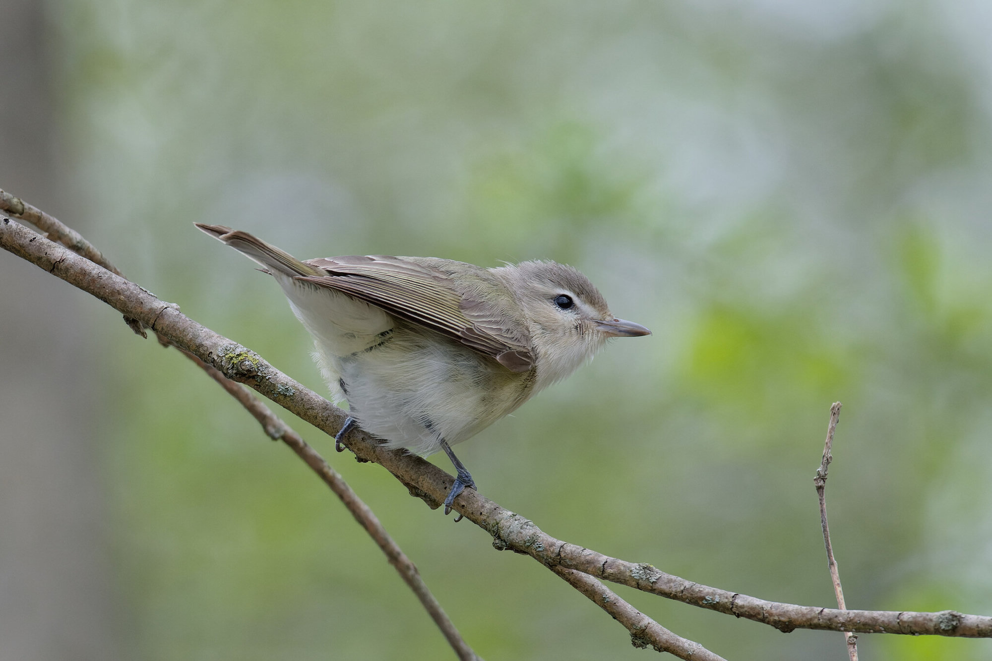 A warbling vireo perched on a slender branch, a plain grey-olive songbird with a whitish breast and a pale stripe above the eye.