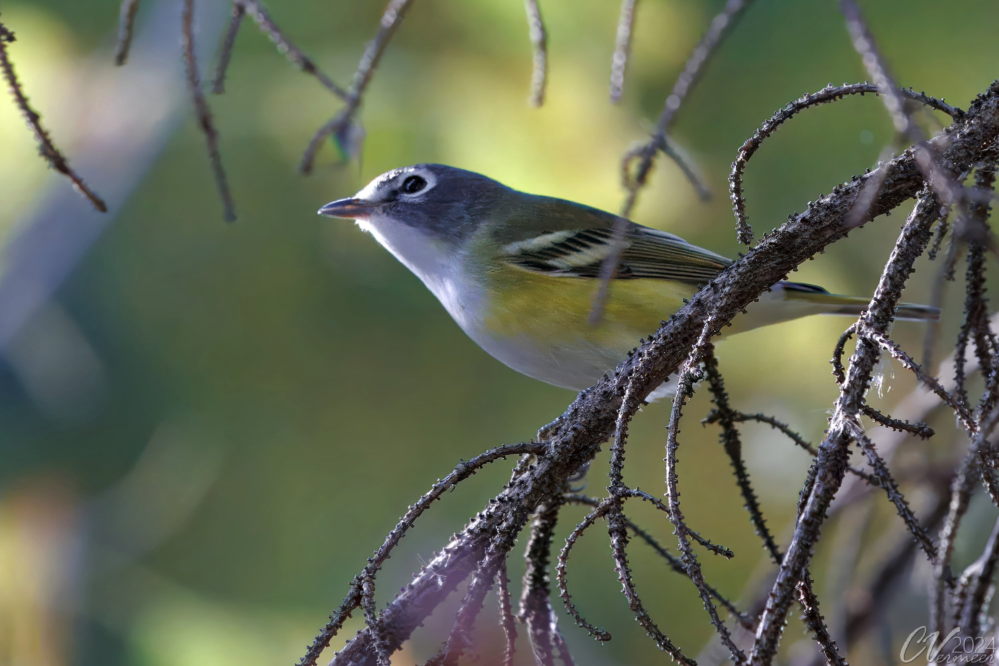 A blue-headed vireo perched among bare twigs, with a blue-grey head, bold white spectacles, a white throat, olive back and yellow-washed flanks.
