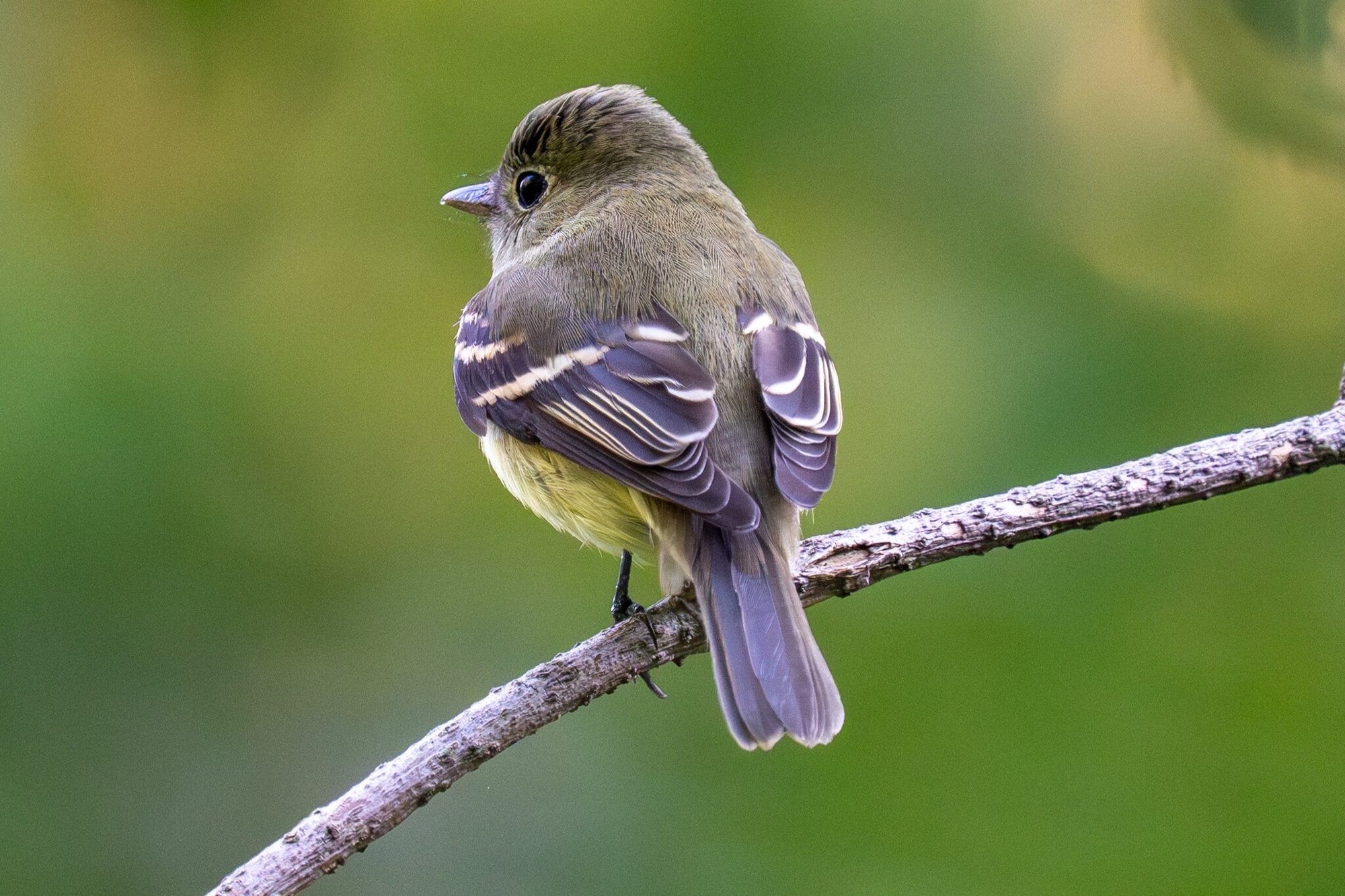 An Acadian flycatcher perched on a thin branch, a small olive flycatcher with a pale eye-ring, bold buff-white wing bars and a faint yellow wash below.